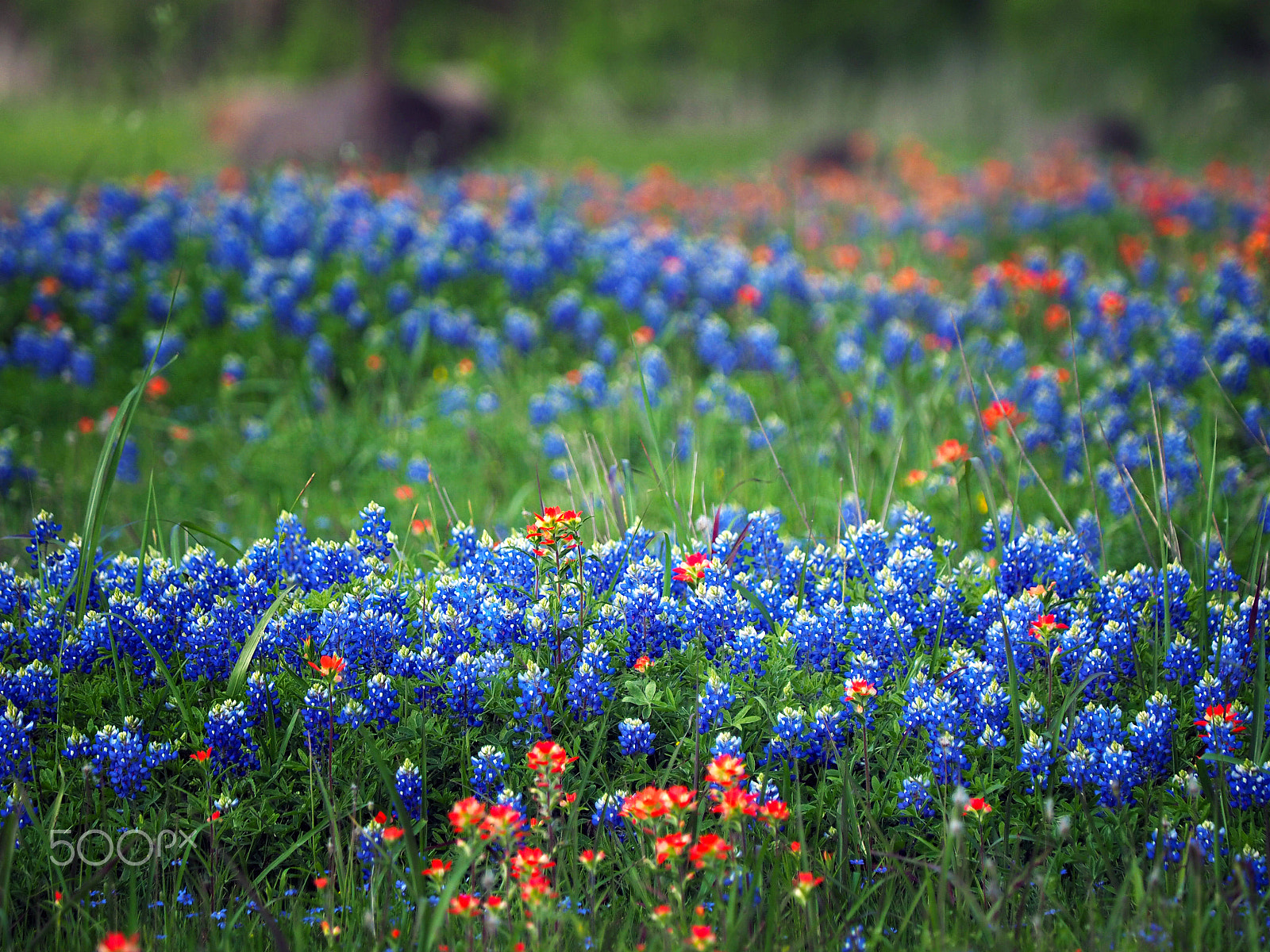 Olympus OM-D E-M1 sample photo. Bands of blue(bonnets) photography