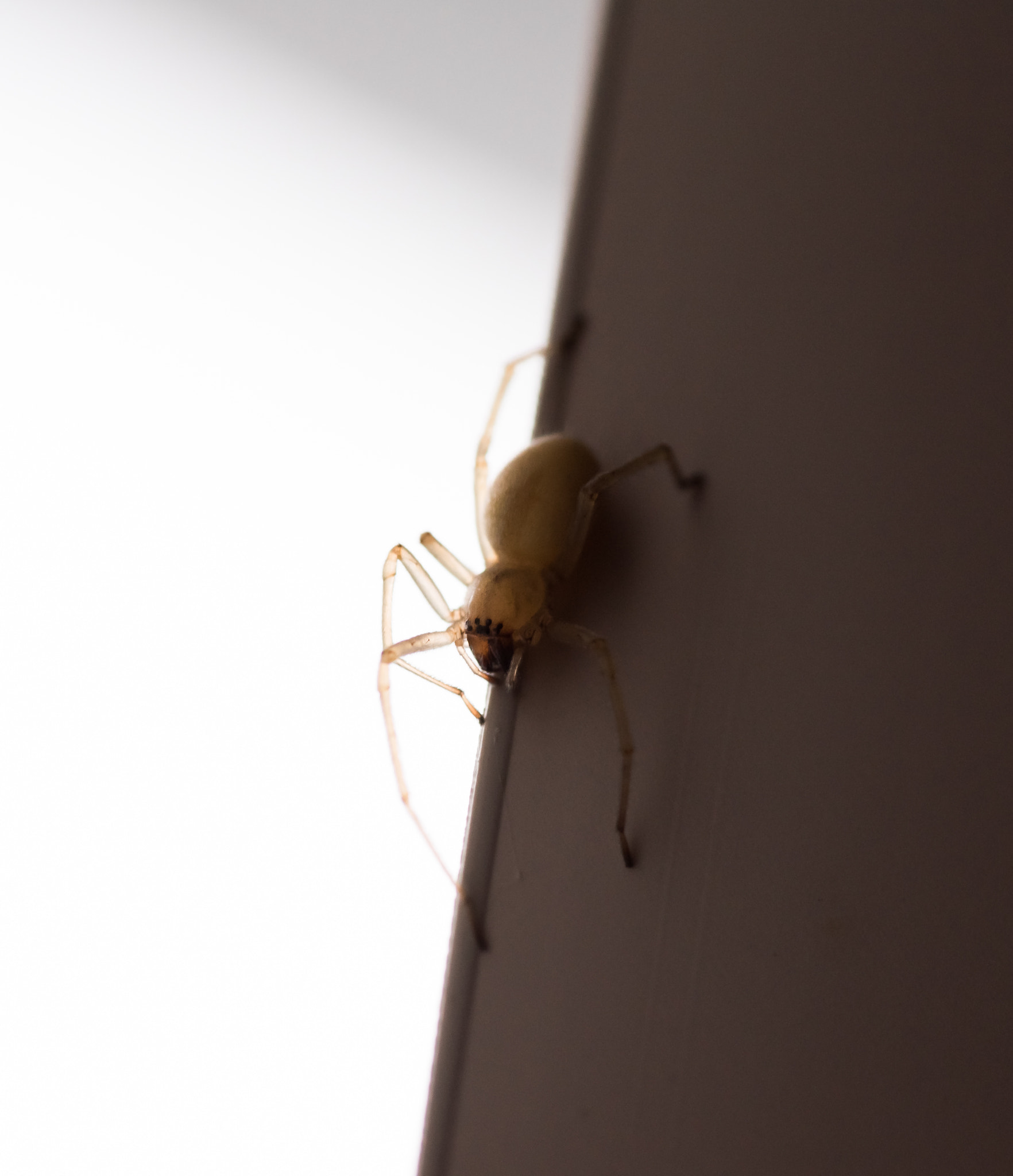 Tokina AT-X Pro 100mm F2.8 Macro sample photo. Dsc photography