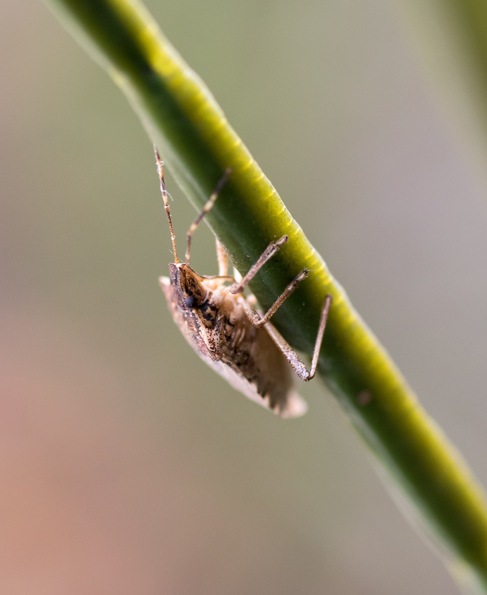 Tokina AT-X Pro 100mm F2.8 Macro sample photo. Dsc photography