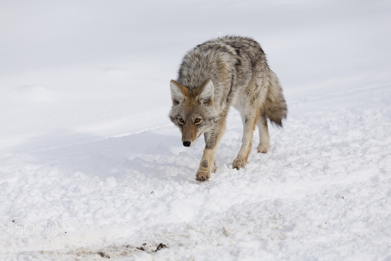 Canon EOS 5D + Canon EF 100-400mm F4.5-5.6L IS USM sample photo. Coyote, winter, yellowstone np photography