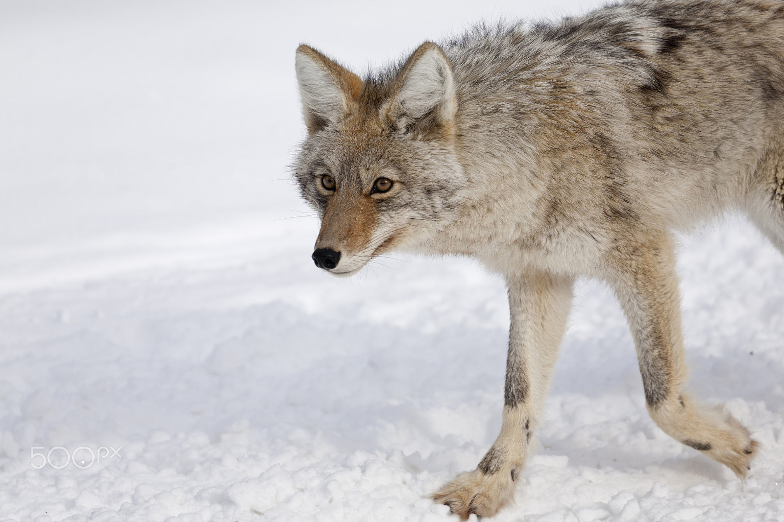 Canon EOS 5D + Canon EF 100-400mm F4.5-5.6L IS USM sample photo. Coyote, winter, yellowstone np photography