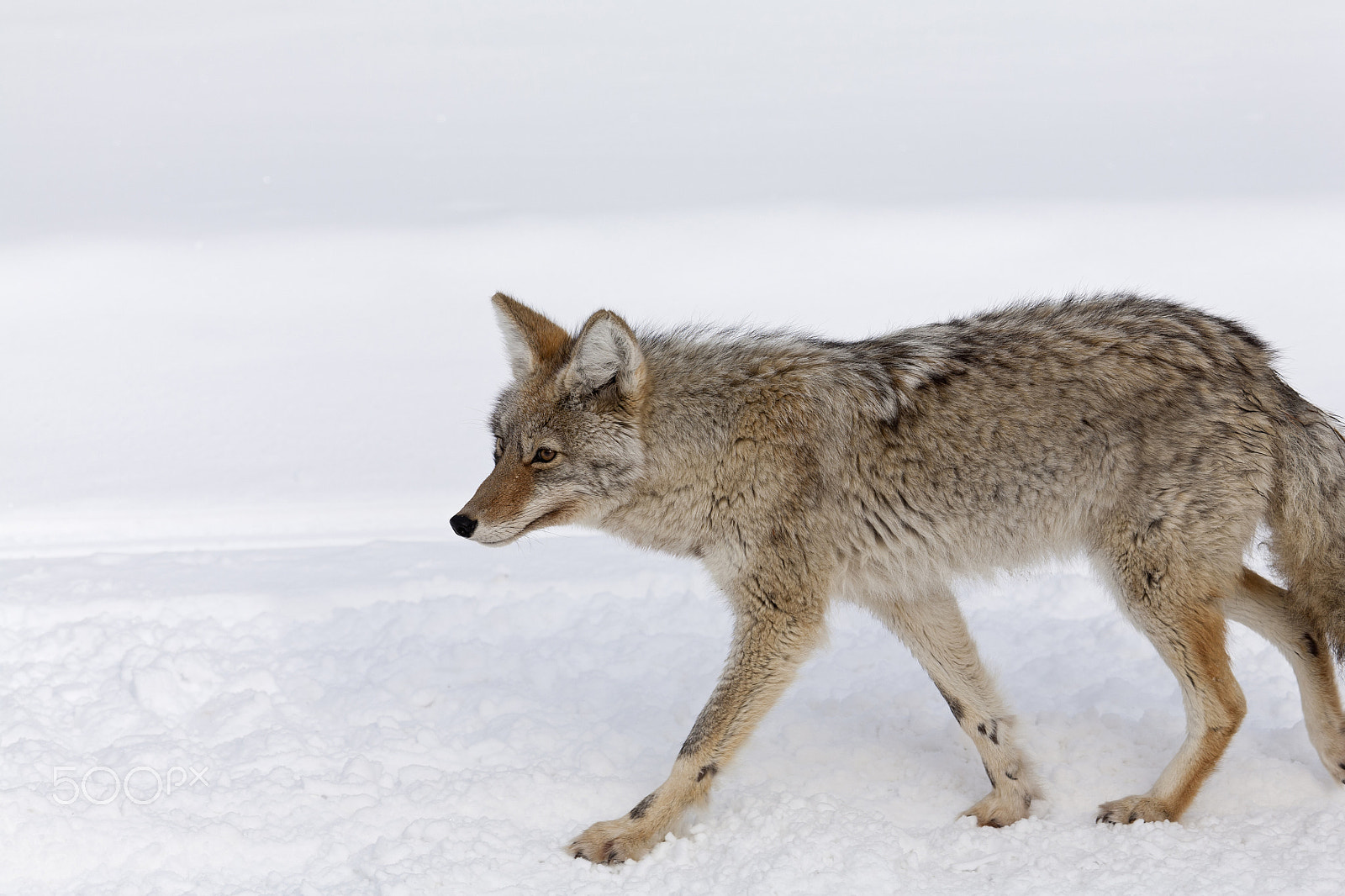 Canon EOS 5D + Canon EF 100-400mm F4.5-5.6L IS USM sample photo. Coyote, winter, yellowstone np photography