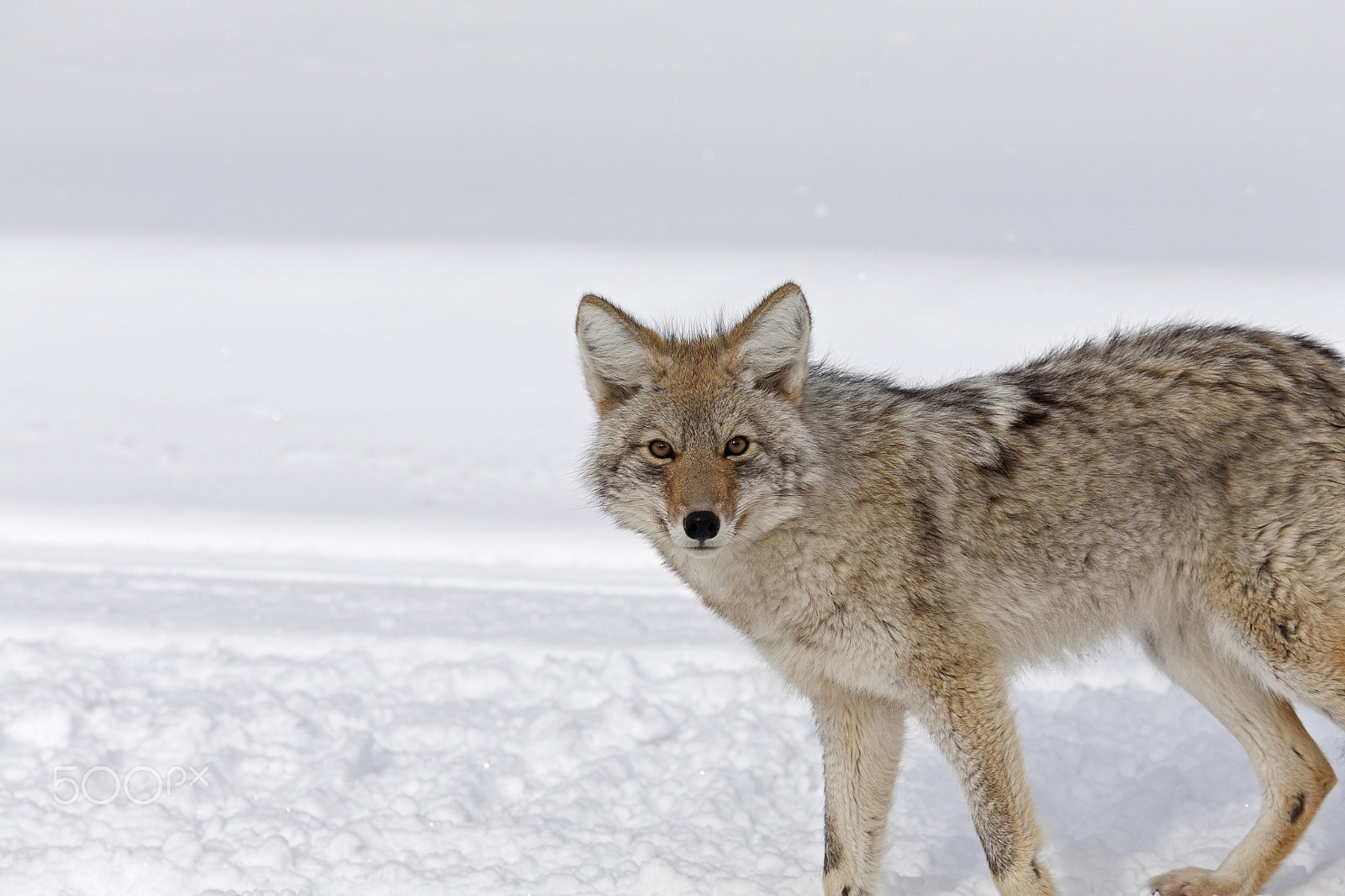 Canon EOS 5D + Canon EF 100-400mm F4.5-5.6L IS USM sample photo. Coyote, winter, yellowstone np photography