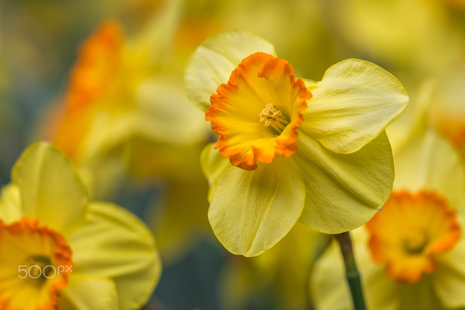 Nikon D800E sample photo. Spring glitter ~ photography