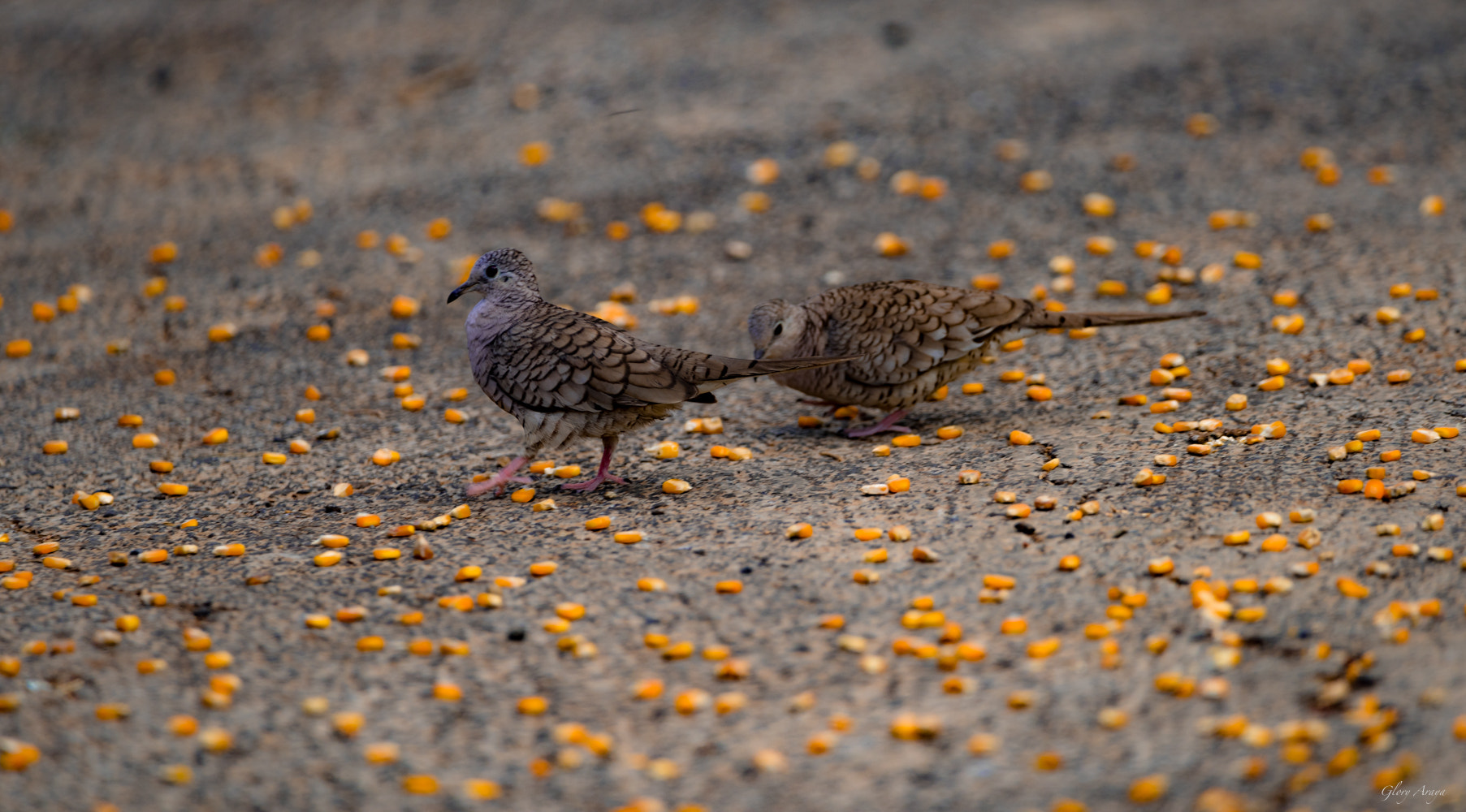 Sigma 150-600mm F5-6.3 DG OS HSM | C sample photo. Abundancia photography