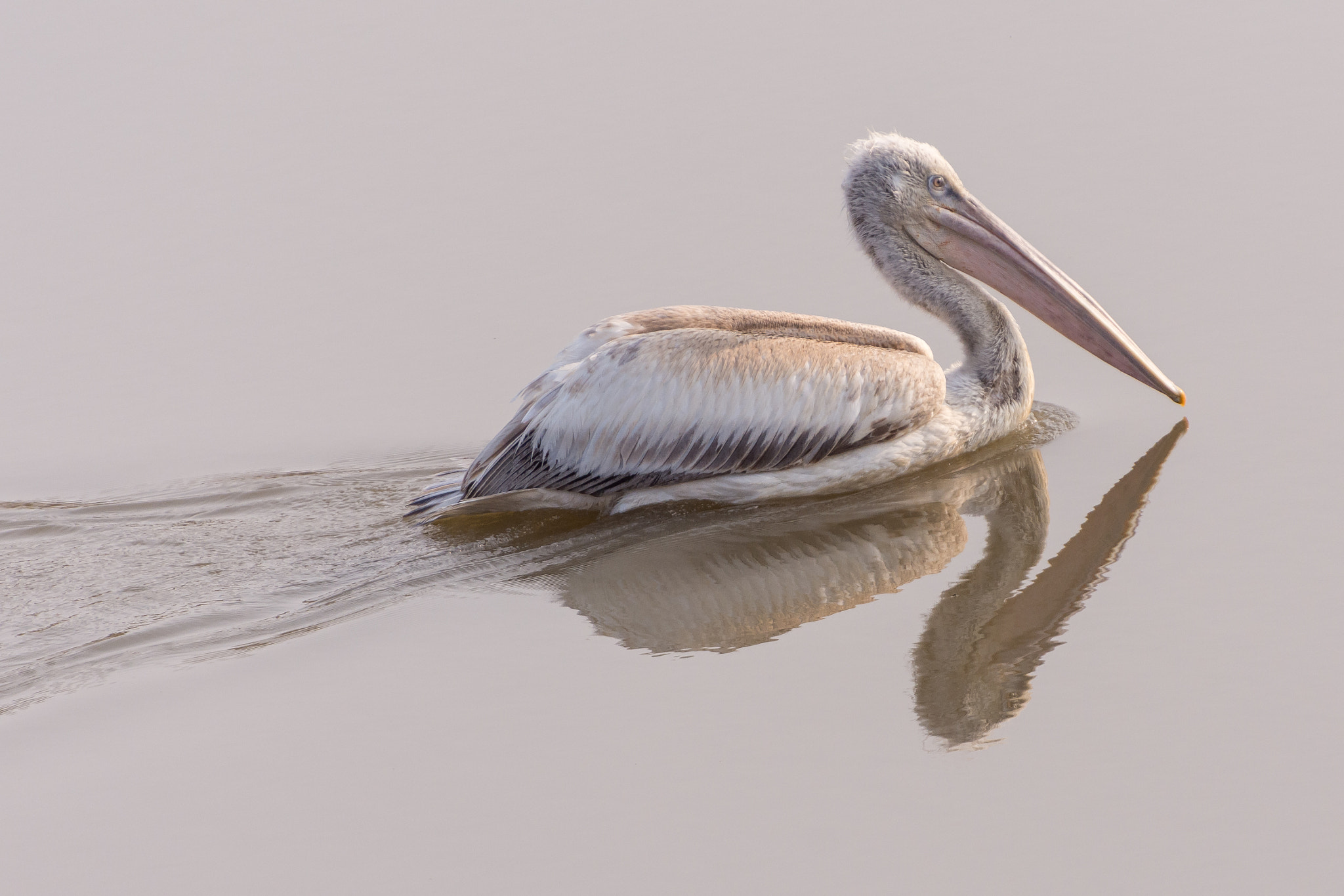 Nikon D7200 sample photo. Pelican photography
