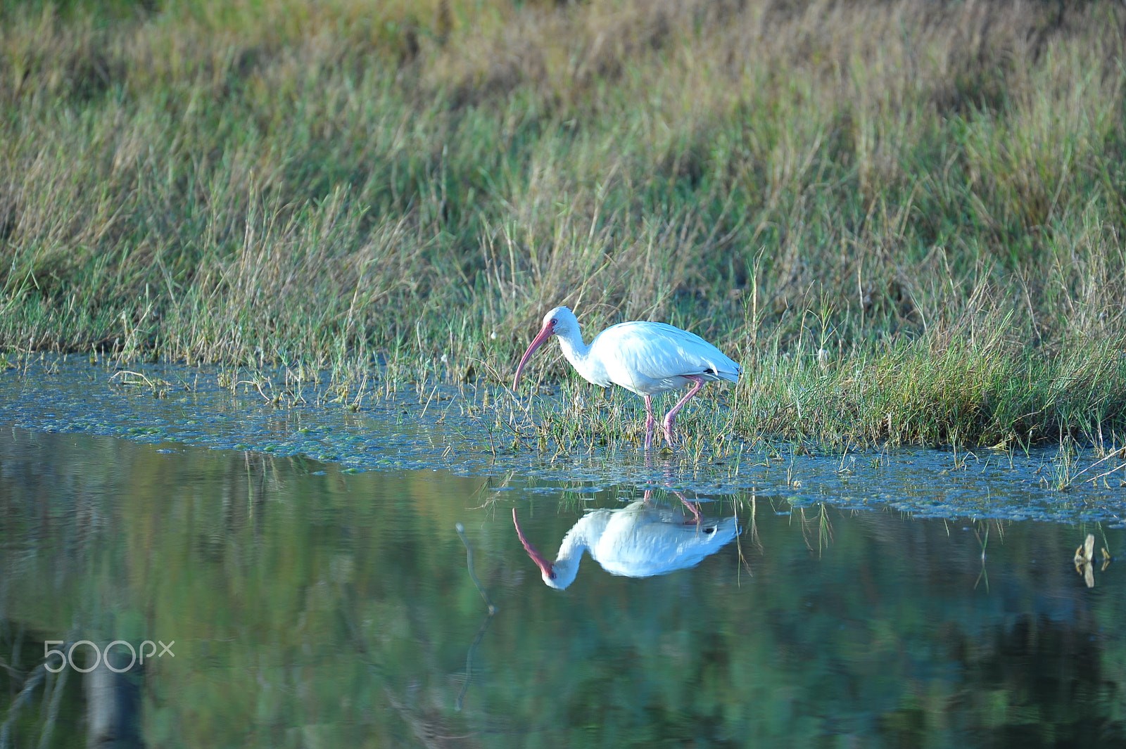 Nikon AF-S Nikkor 200-500mm F5.6E ED VR sample photo. Dsc photography