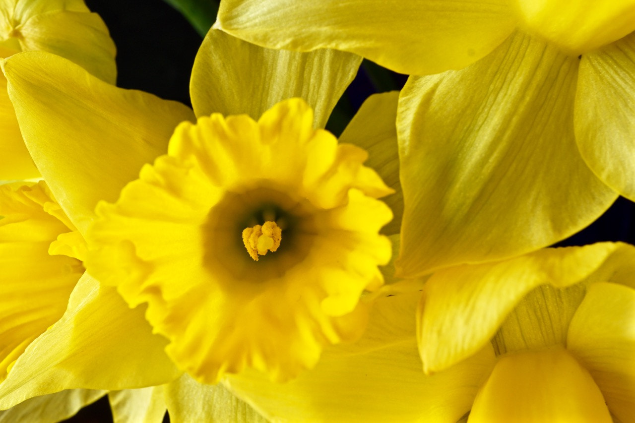 Sony a6000 sample photo. Daffodil macro photography