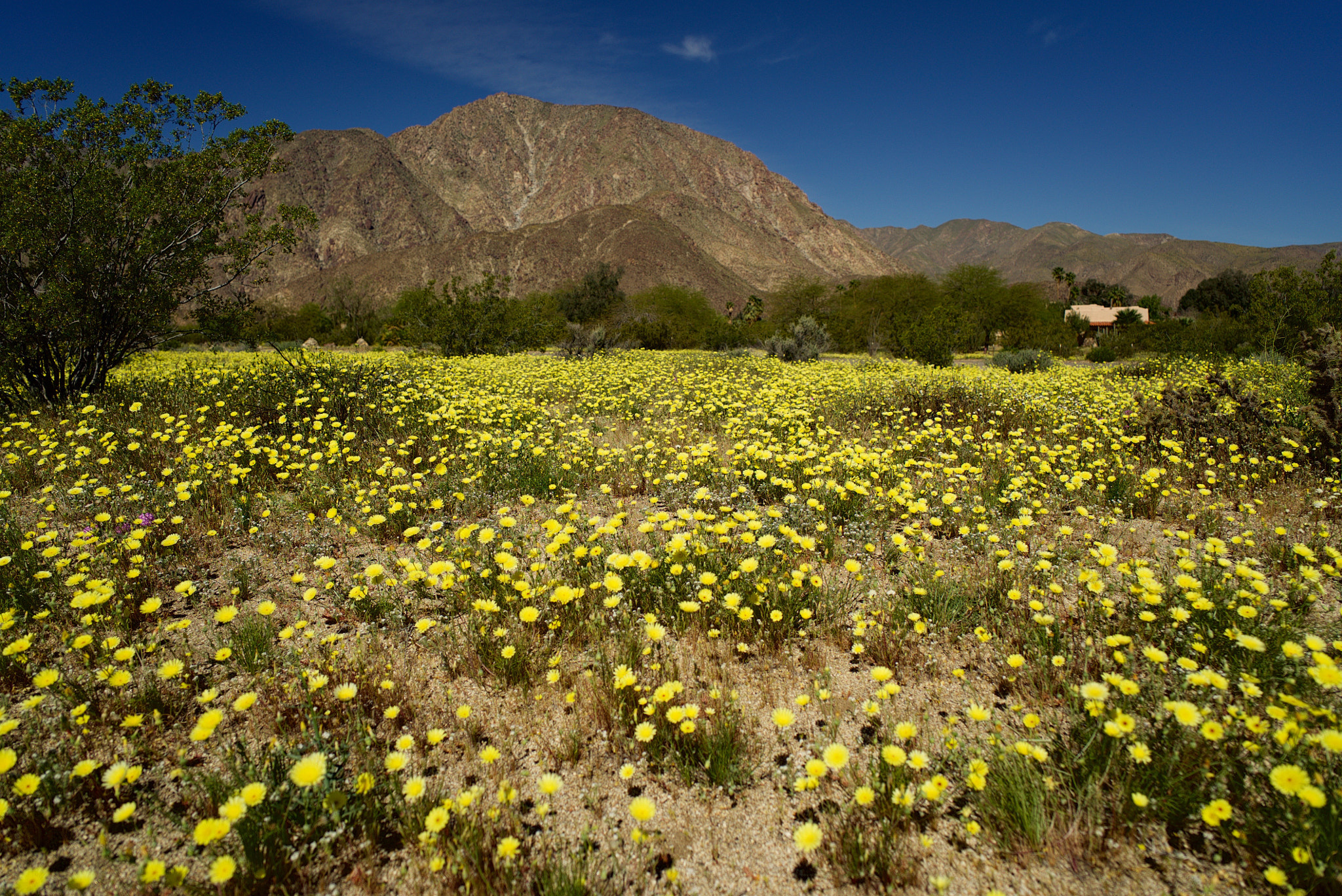 ZEISS Batis 25mm F2 sample photo. Dsc photography