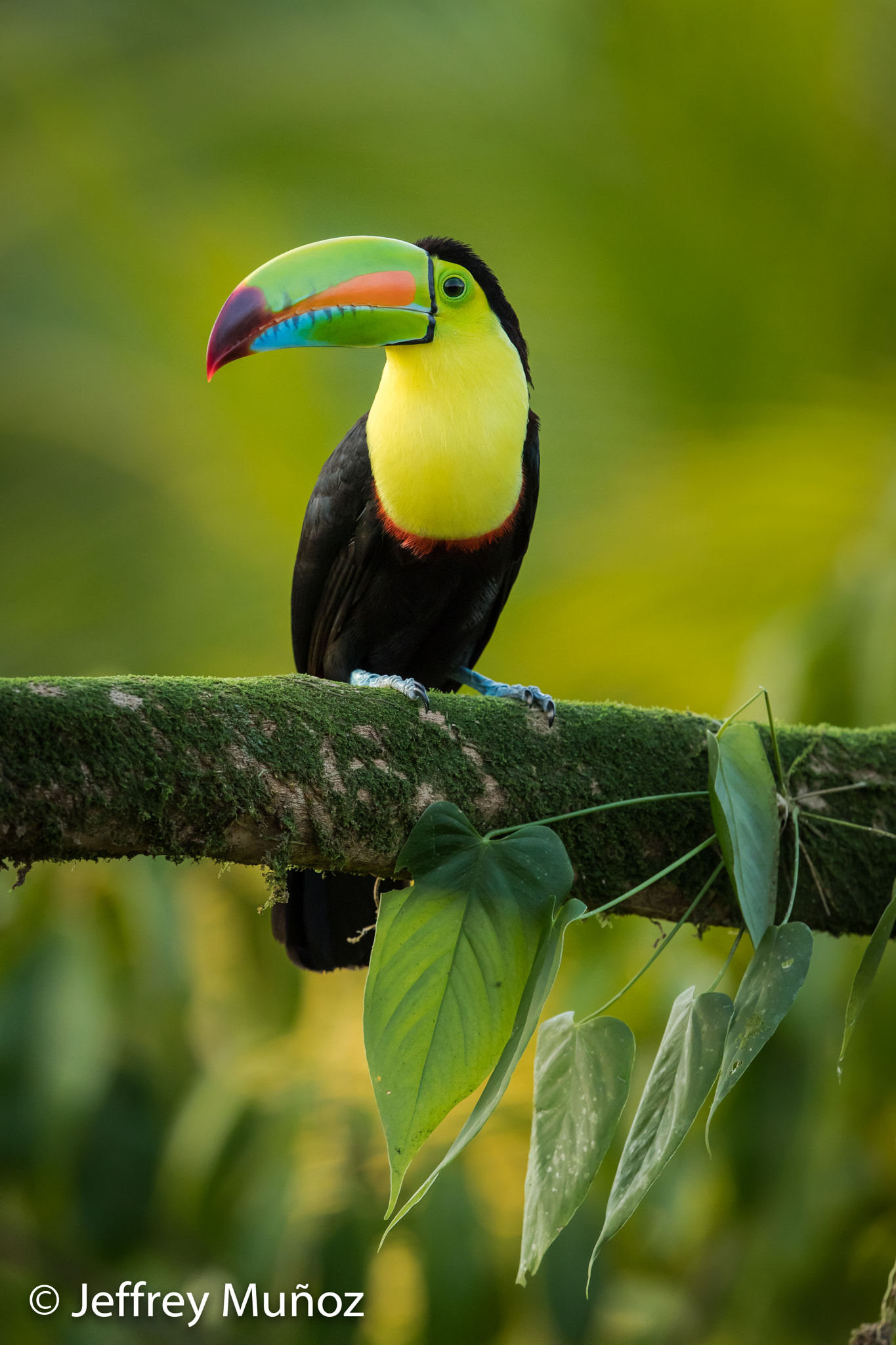 Canon EOS 5D Mark IV + Canon EF 500mm F4L IS II USM sample photo. Keel-billed toucan photography