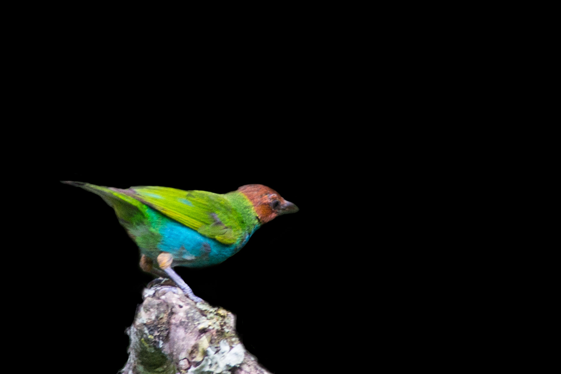 Sony a99 II sample photo. Tangara girola or tangara lacrada. tinamu bird watching sanctuary. near manizales, colombia. photography