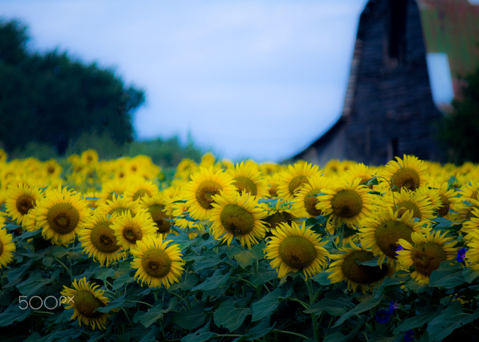 Canon EF-S 55-250mm F4-5.6 IS sample photo. Barn and flowers photography