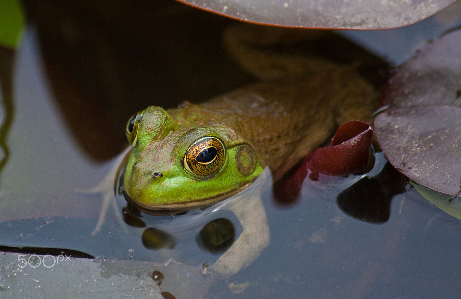 Canon EF-S 55-250mm F4-5.6 IS sample photo. Frog prince photography