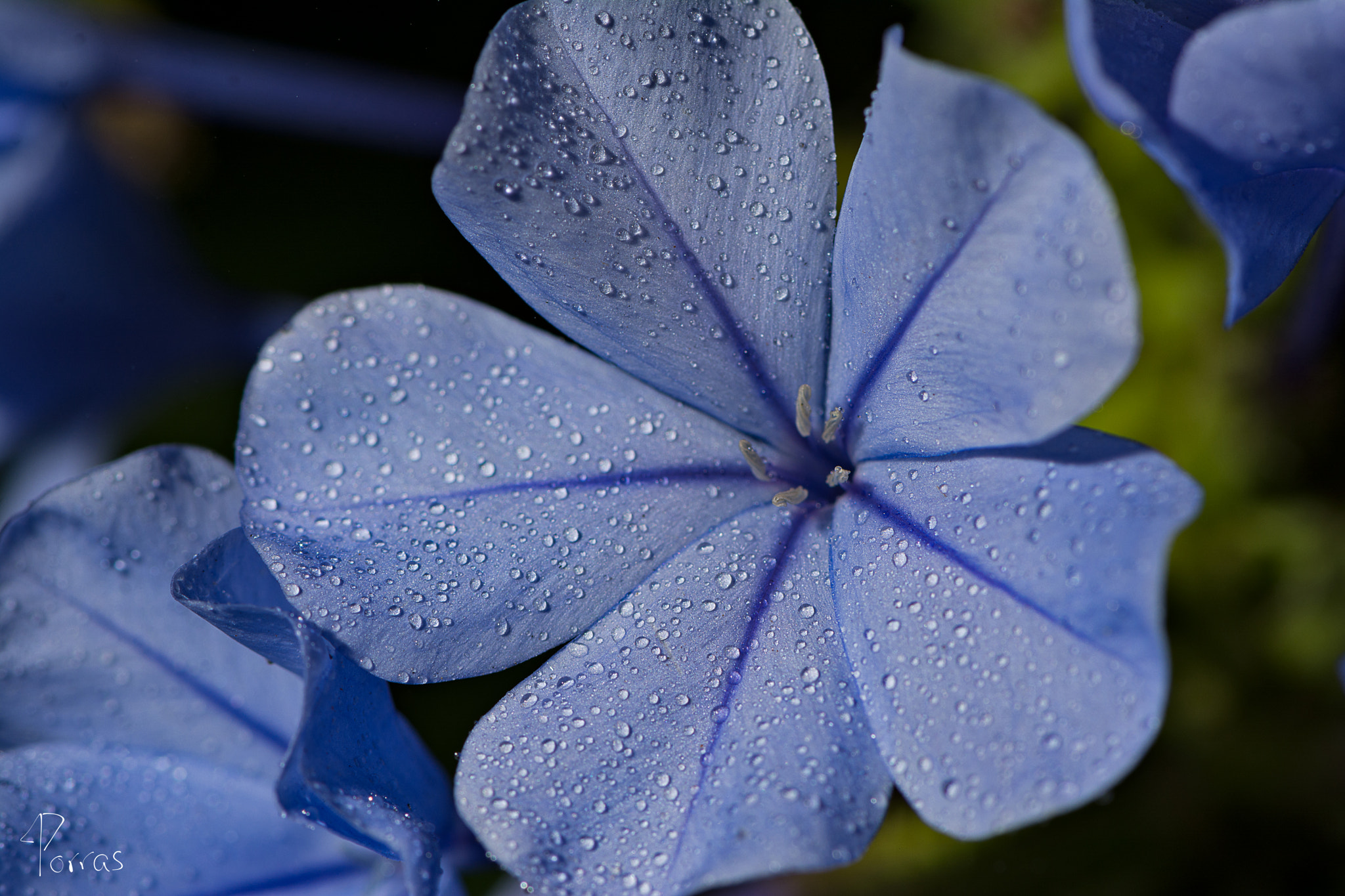 Nikon AF-S Micro-Nikkor 105mm F2.8G IF-ED VR sample photo. Jazmín azul and spray photography