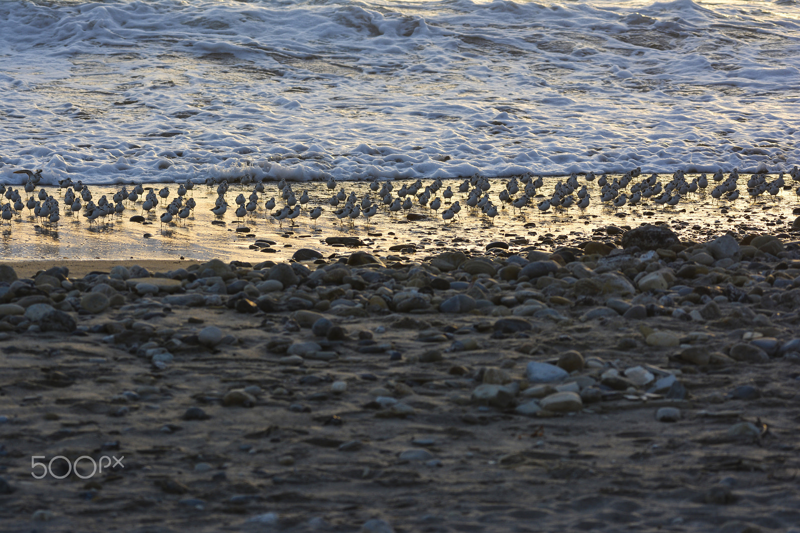 Nikon AF-S Nikkor 200-500mm F5.6E ED VR sample photo. Bird feast photography