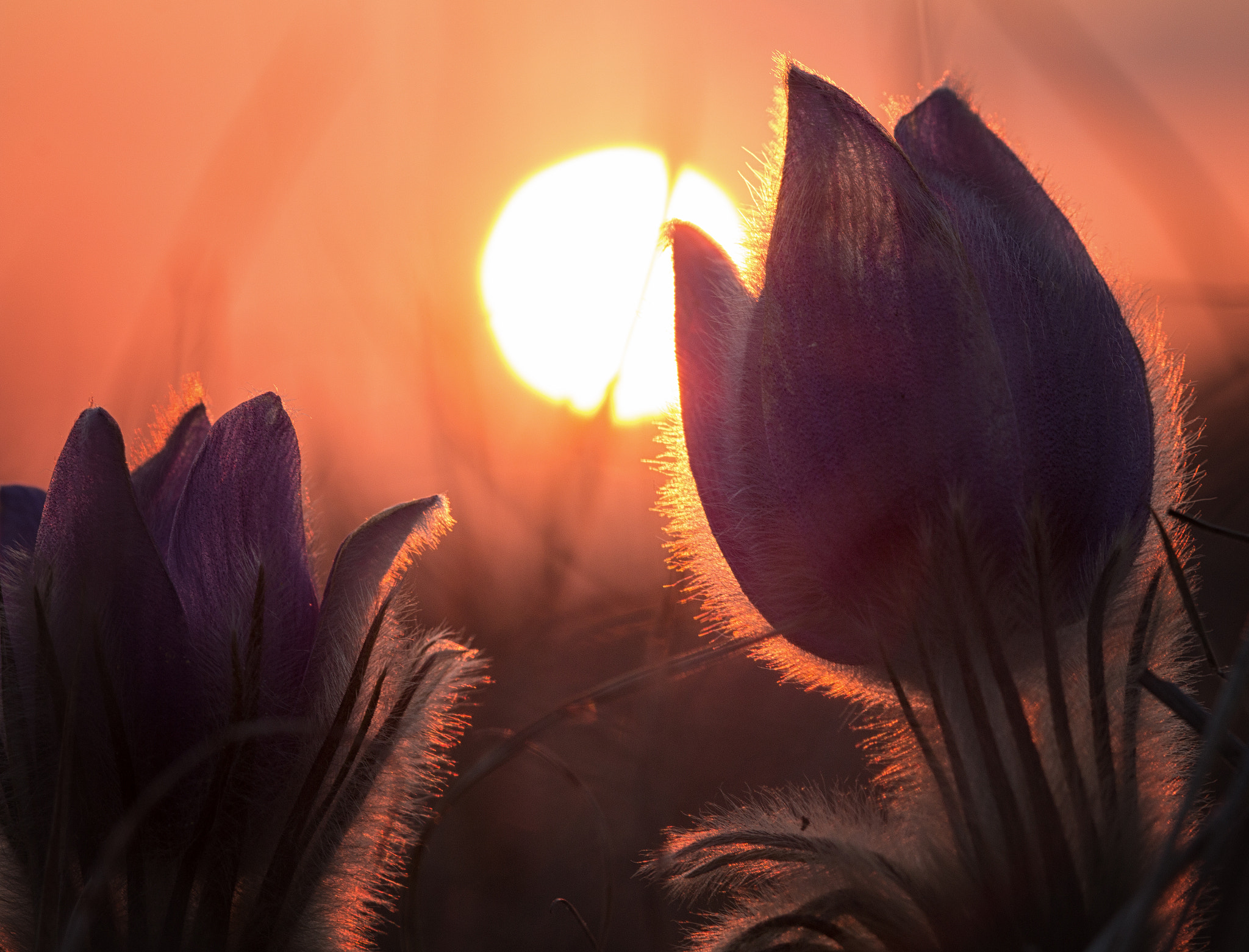 Canon EF 100mm F2.8 Macro USM sample photo. Pasque flower photography
