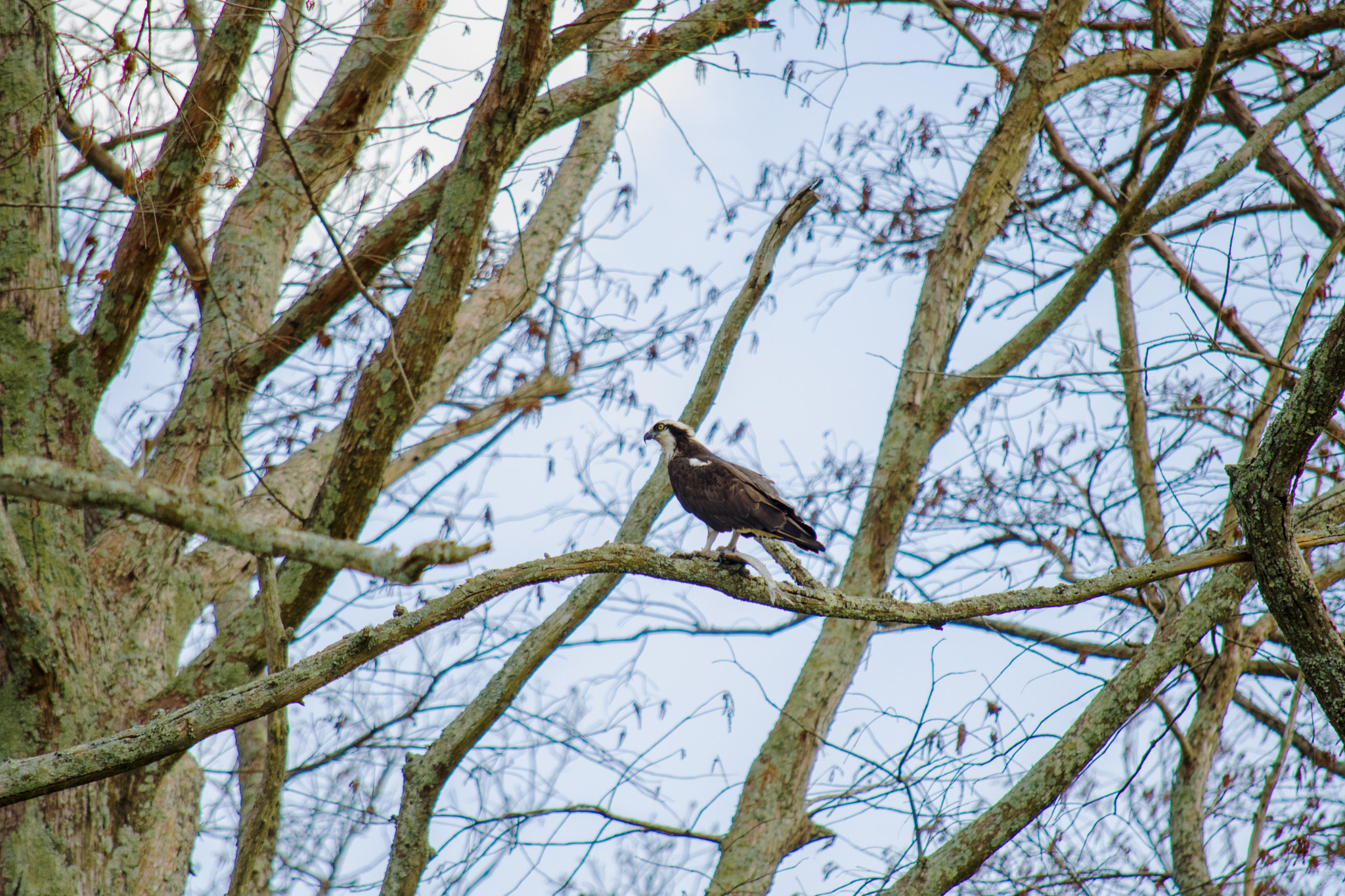 Nikon D500 sample photo. Birds of prey photography