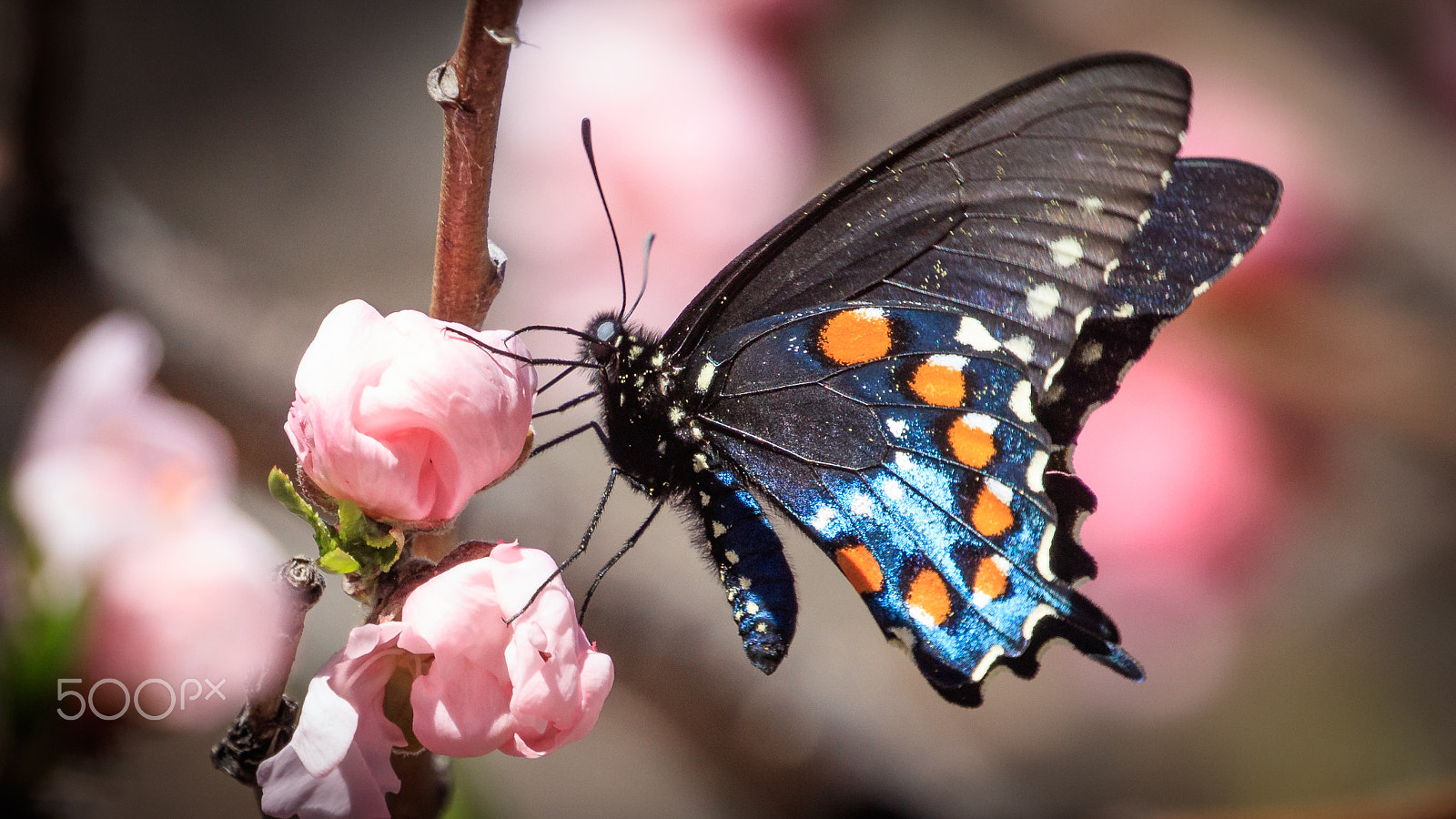Canon EOS 5DS sample photo. A photography