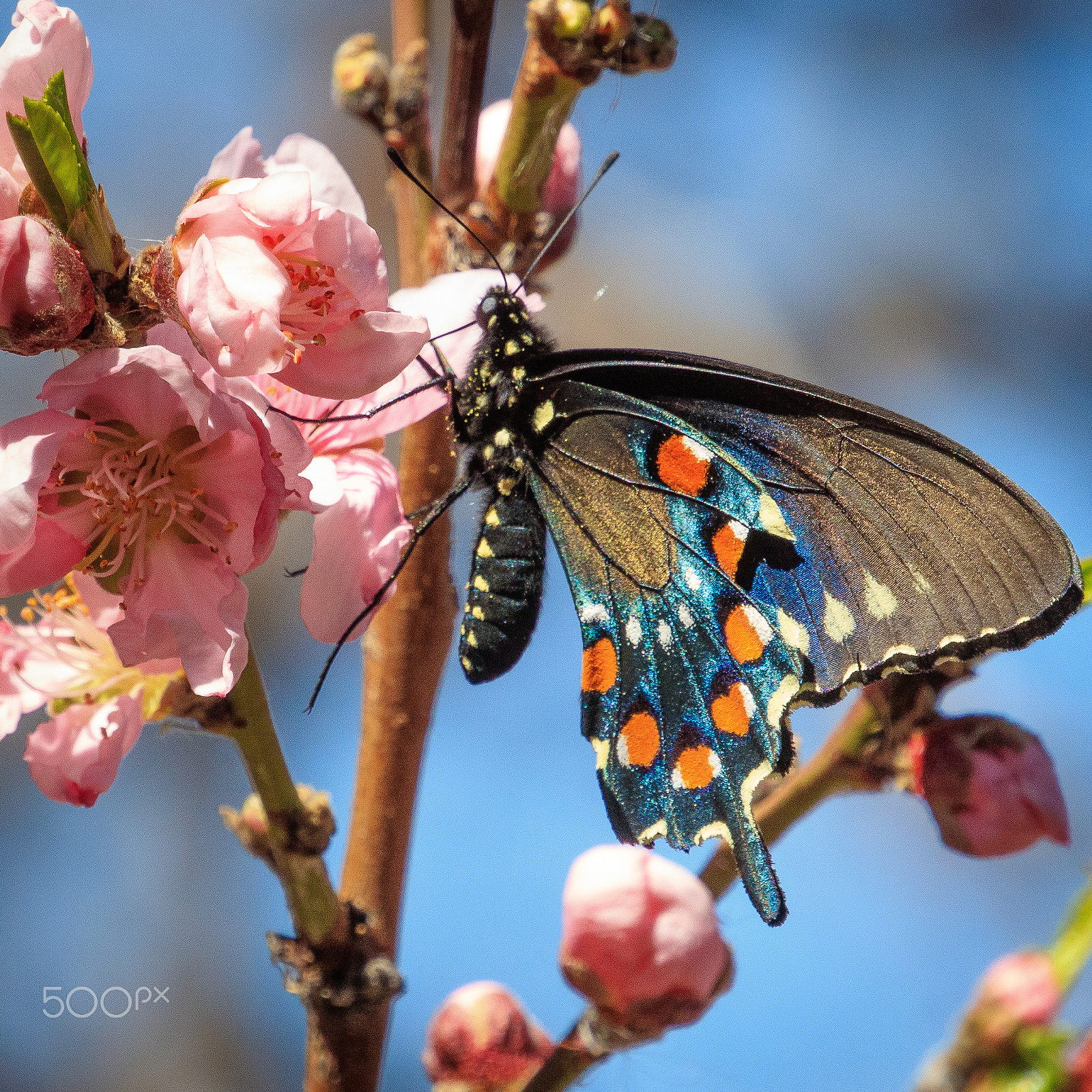 Canon EOS 5DS sample photo. A photography