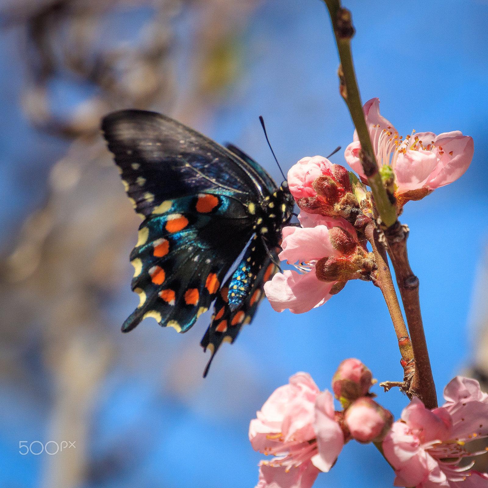 Canon EOS 5DS sample photo. A photography