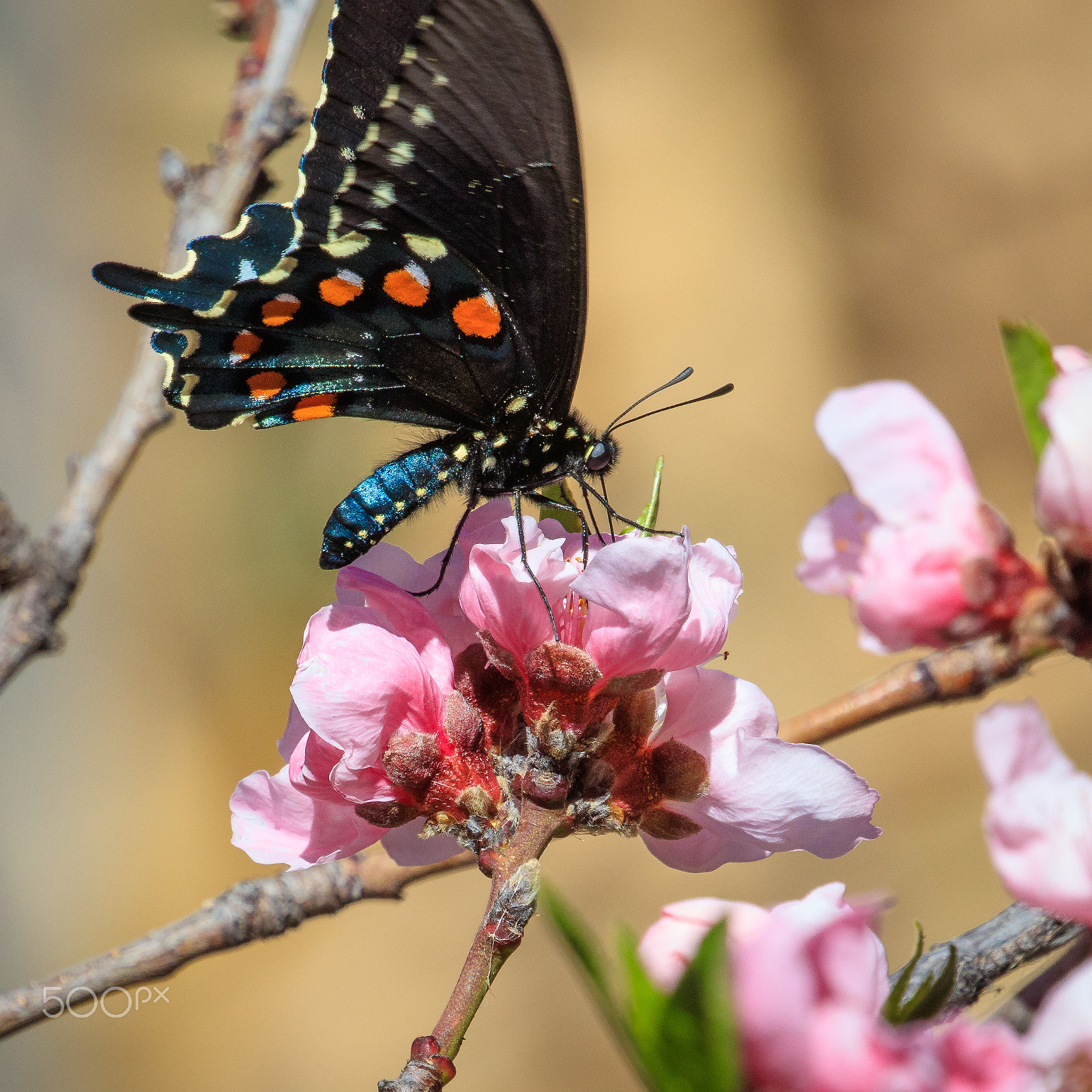 Canon EOS 5DS sample photo. A photography