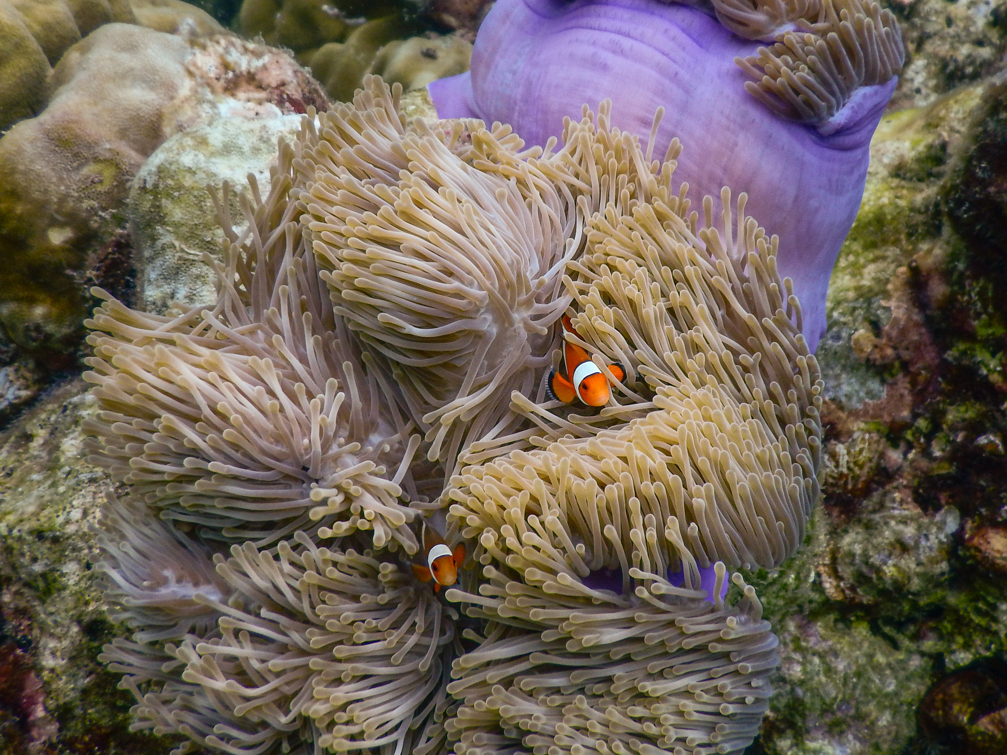 Nikon Coolpix AW130 sample photo. Clown fish swimming in anemone in the south of thailand photography
