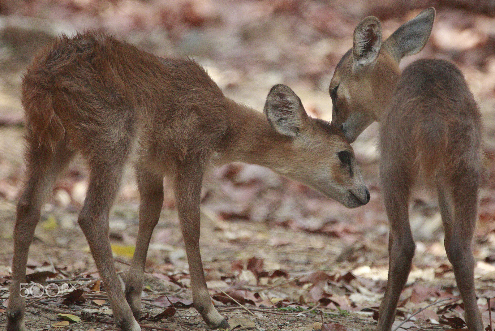 Canon EOS 760D (EOS Rebel T6s / EOS 8000D) + Sigma 150-600mm F5-6.3 DG OS HSM | C sample photo. Deer cubs playing with each other photography