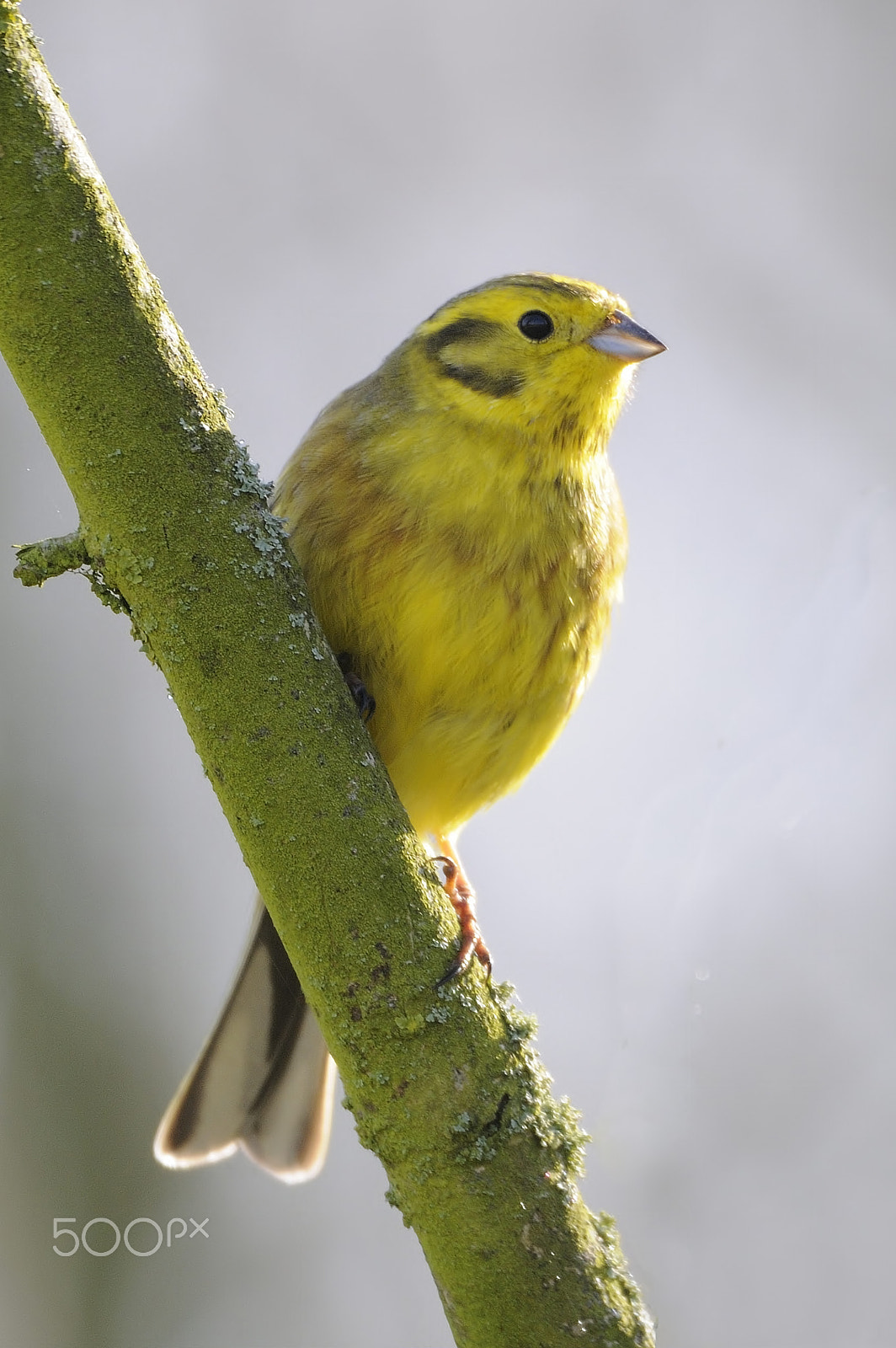 Sigma 150-600mm F5-6.3 DG OS HSM | C sample photo. Yellowhammer photography