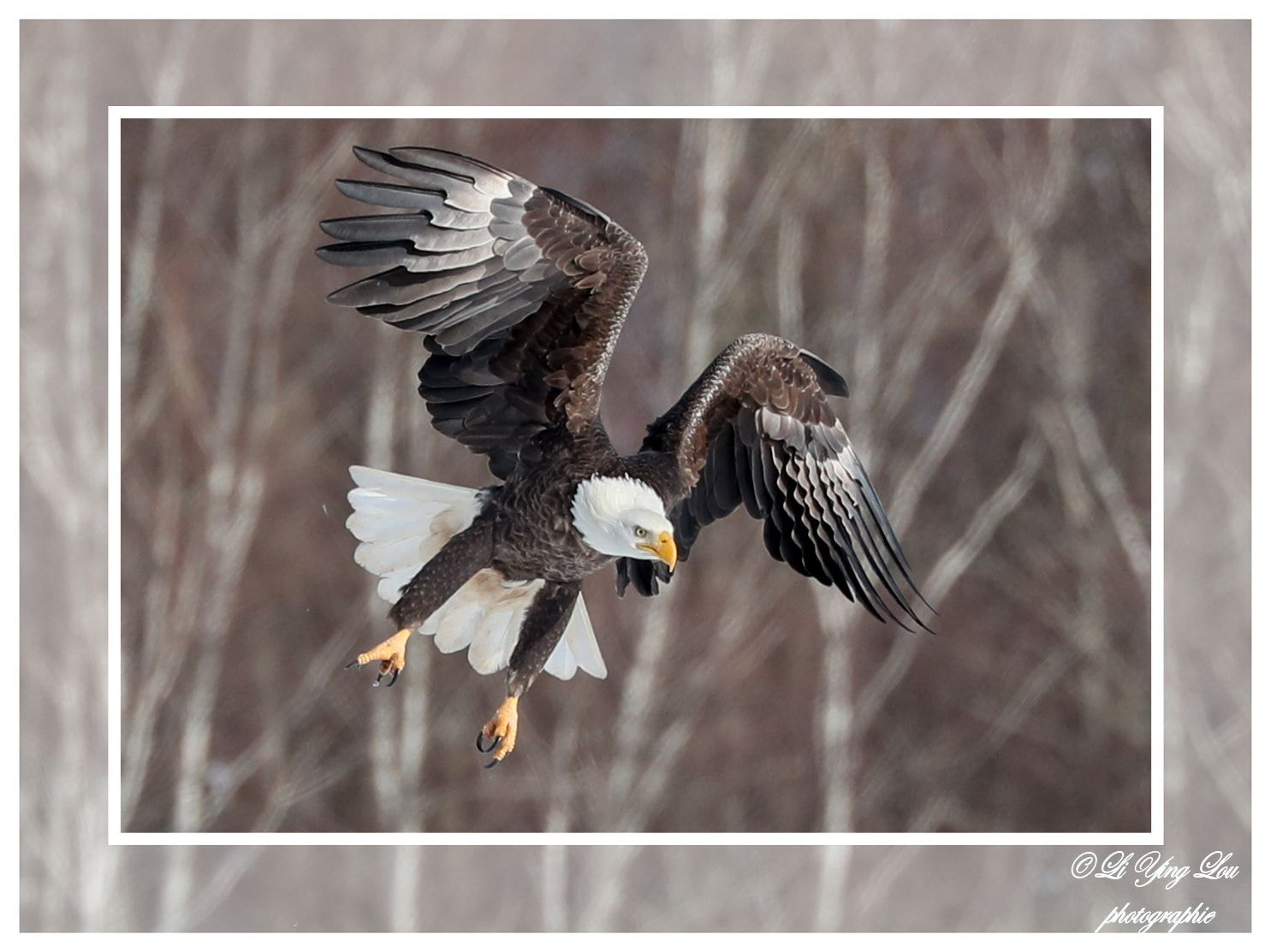 Canon EOS-1D X Mark II sample photo. Pygargue à tête blanche\bald eagle photography