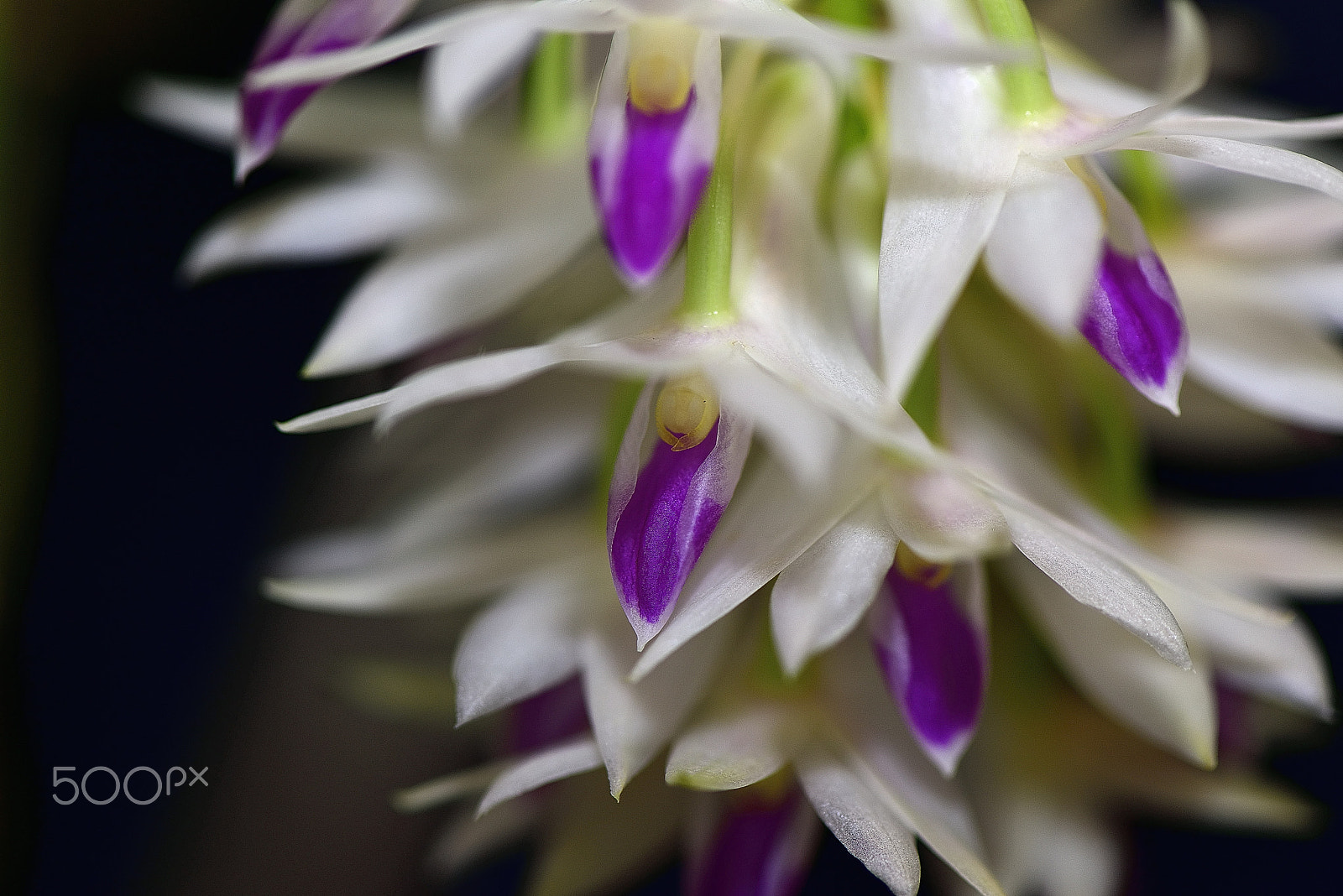 Nikon AF-S Micro-Nikkor 105mm F2.8G IF-ED VR sample photo. Orchid flower～神戸洋蘭展～ photography