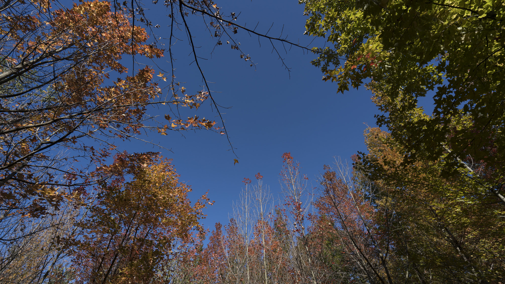 Sony a7R II + Sony Vario-Tessar T* FE 16-35mm F4 ZA OSS sample photo