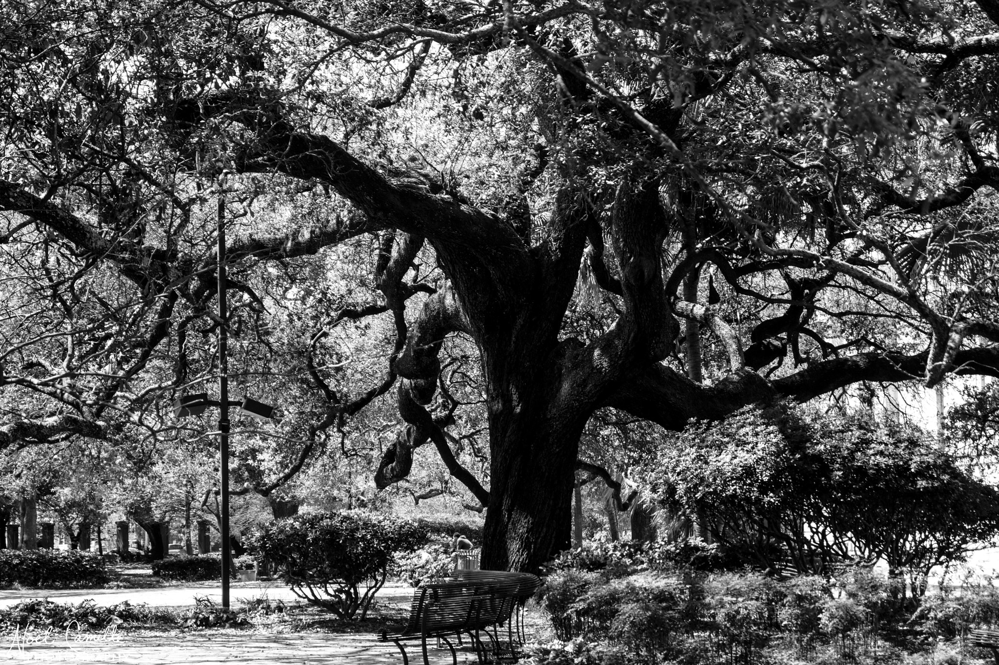 Sony SLT-A65 (SLT-A65V) sample photo. Tree in congo square photography