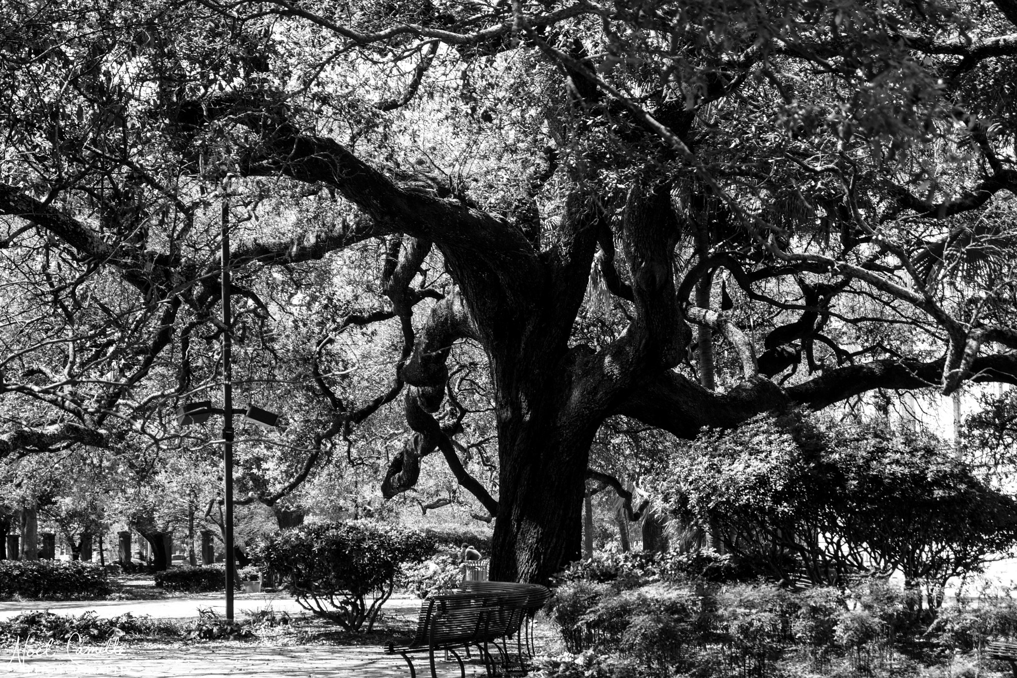 Sony SLT-A65 (SLT-A65V) + Sony DT 18-55mm F3.5-5.6 SAM sample photo. Tree in congo square photography