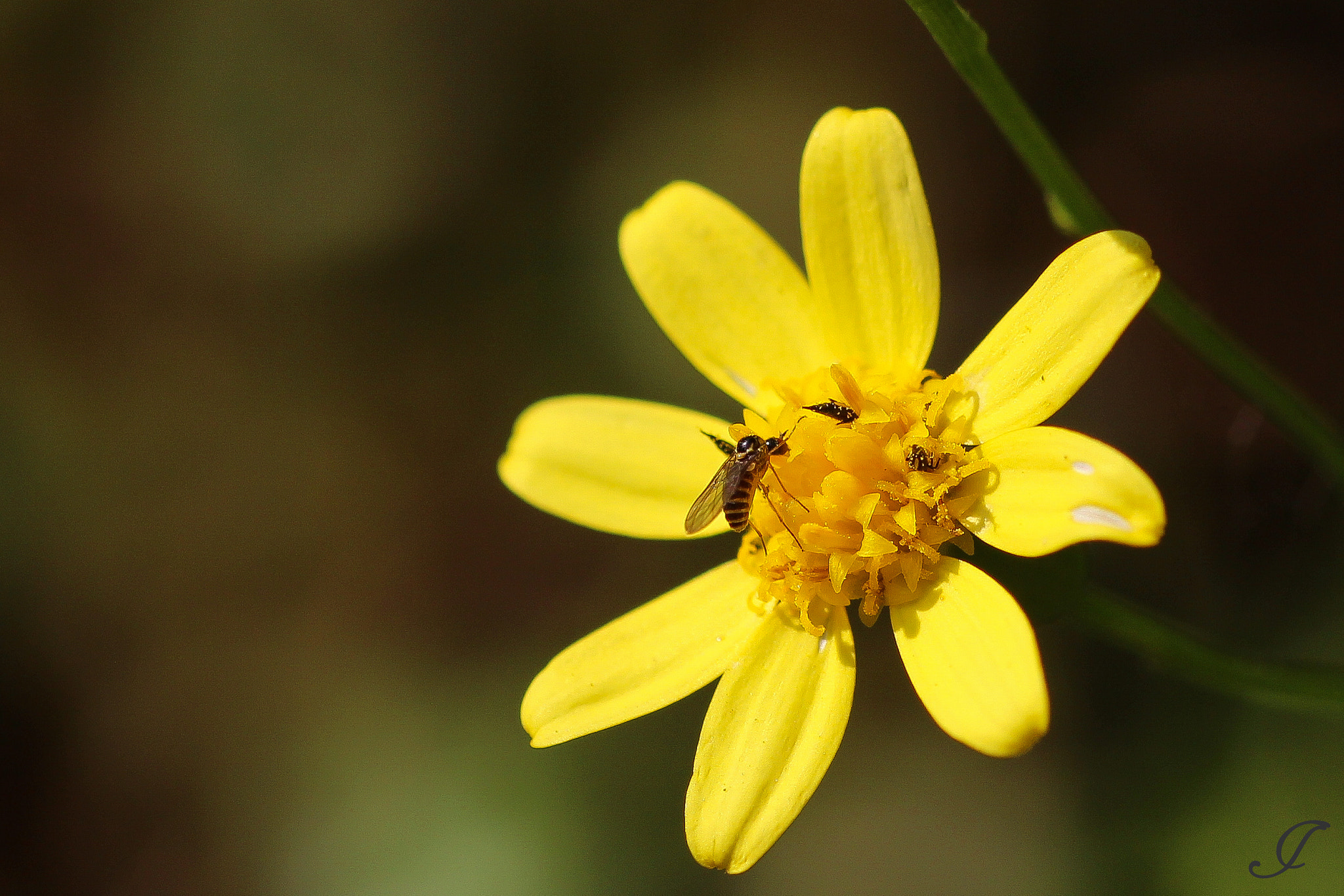 Sigma 105mm F2.8 EX DG OS HSM sample photo. Yellowreach photography