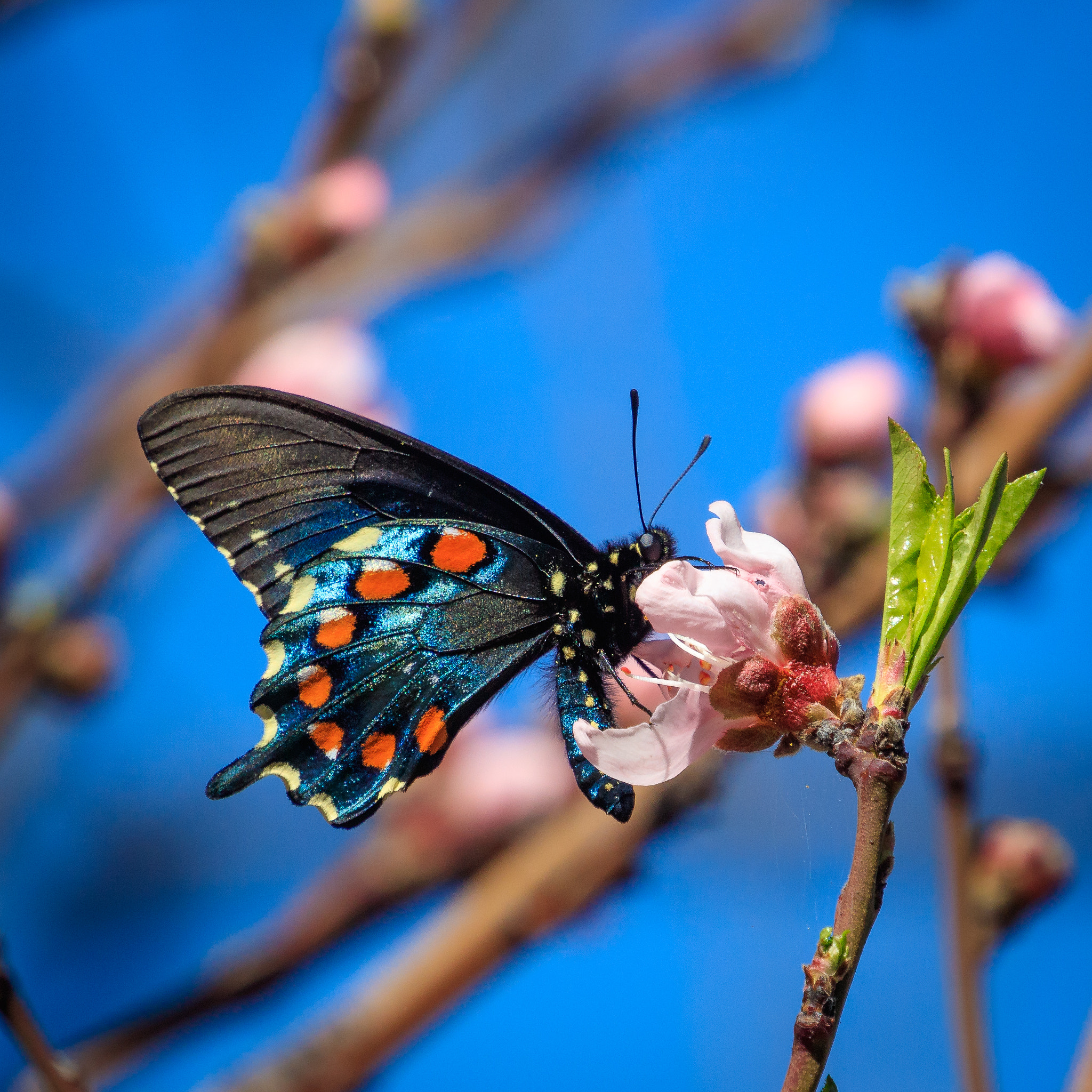 Canon EOS 5DS sample photo. A photography