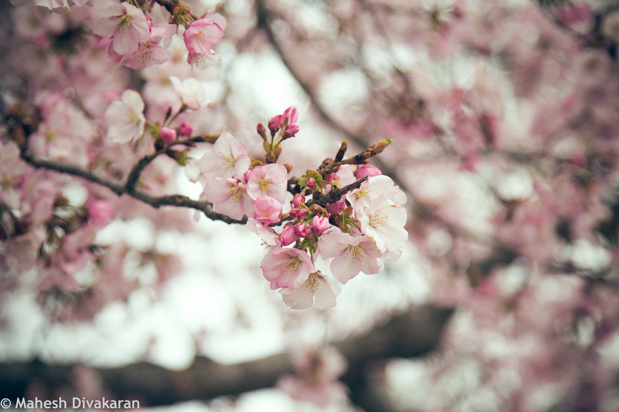 Canon EOS 600D (Rebel EOS T3i / EOS Kiss X5) + Canon EF 24-105mm F4L IS USM sample photo. Cherry blossom photography
