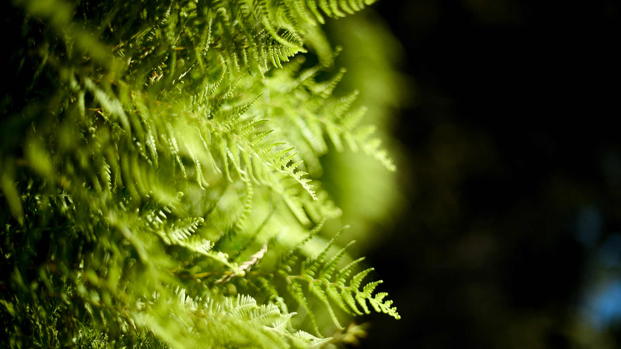 AF Nikkor 50mm f/1.4 sample photo. Ferns photography