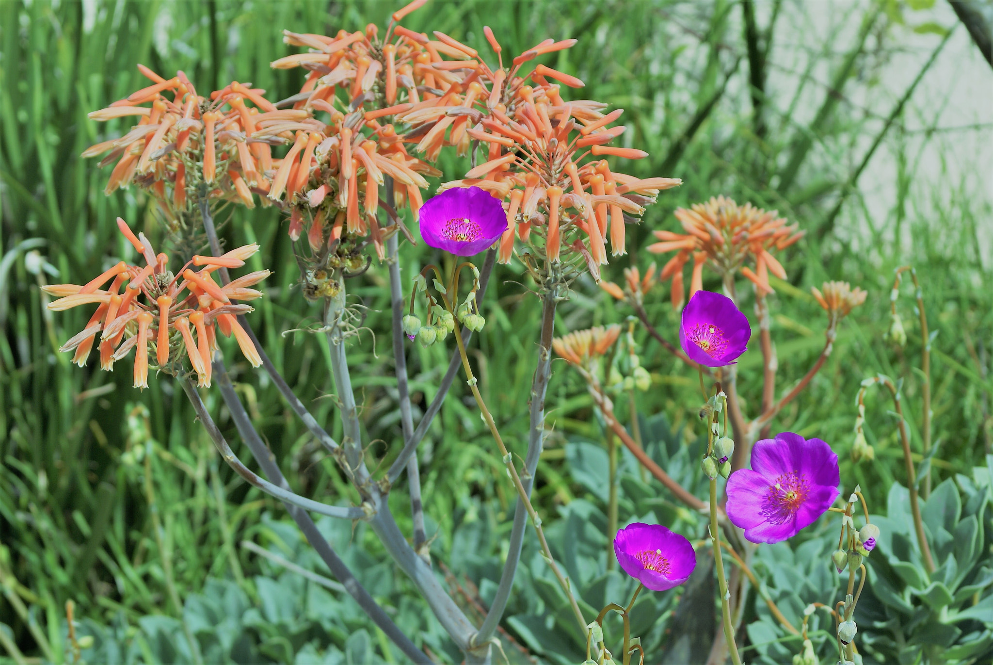 Sony 75-300mm F4.5-5.6 sample photo. Garden flower mix photography