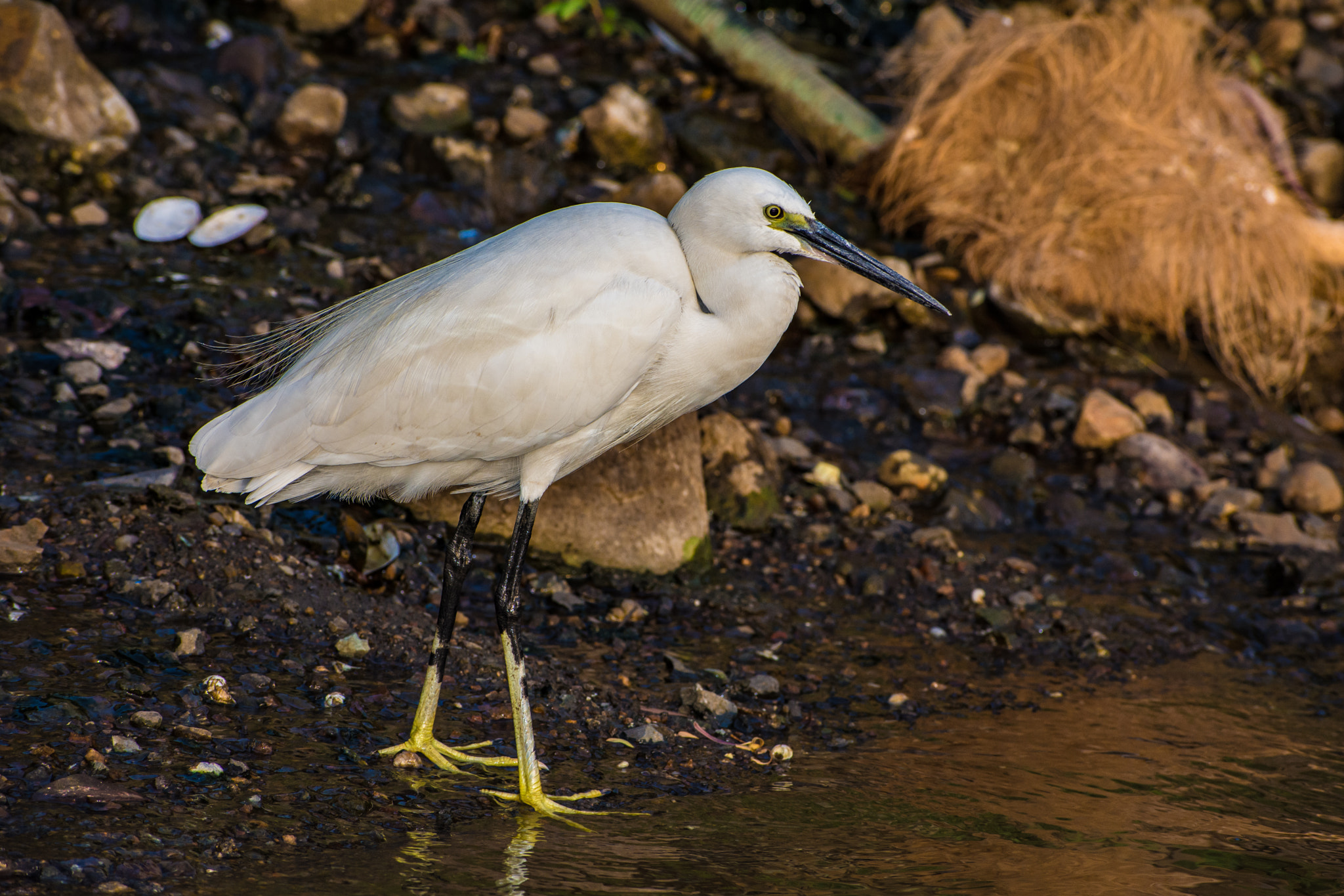 Nikon D7200 + Sigma 70-300mm F4-5.6 DG OS sample photo. Stork photography