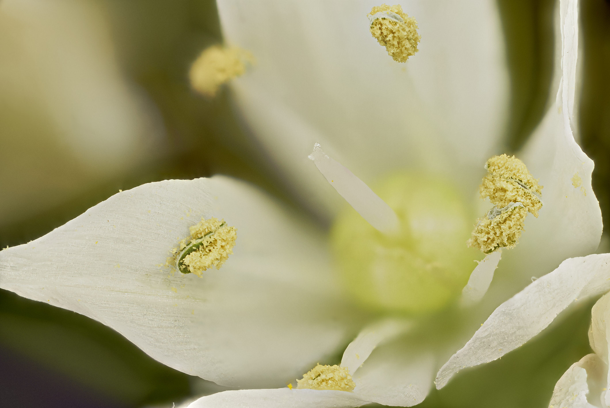 Sony a7S sample photo. Flor blanca x3 photography