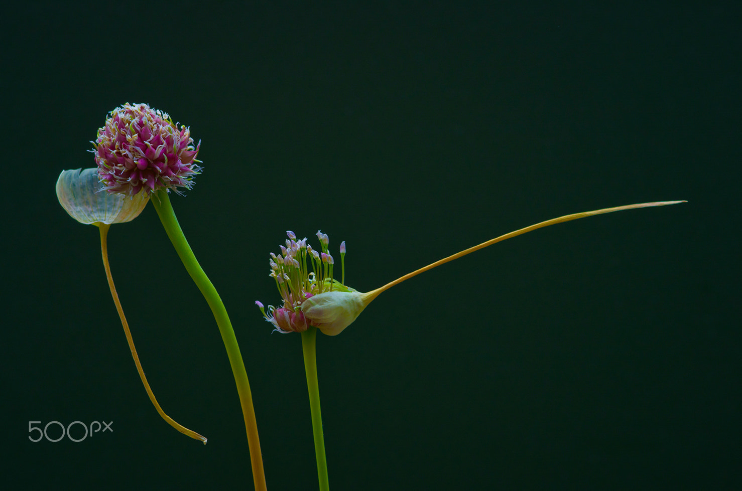 Pentax K-5 sample photo. . hello spring ! photography