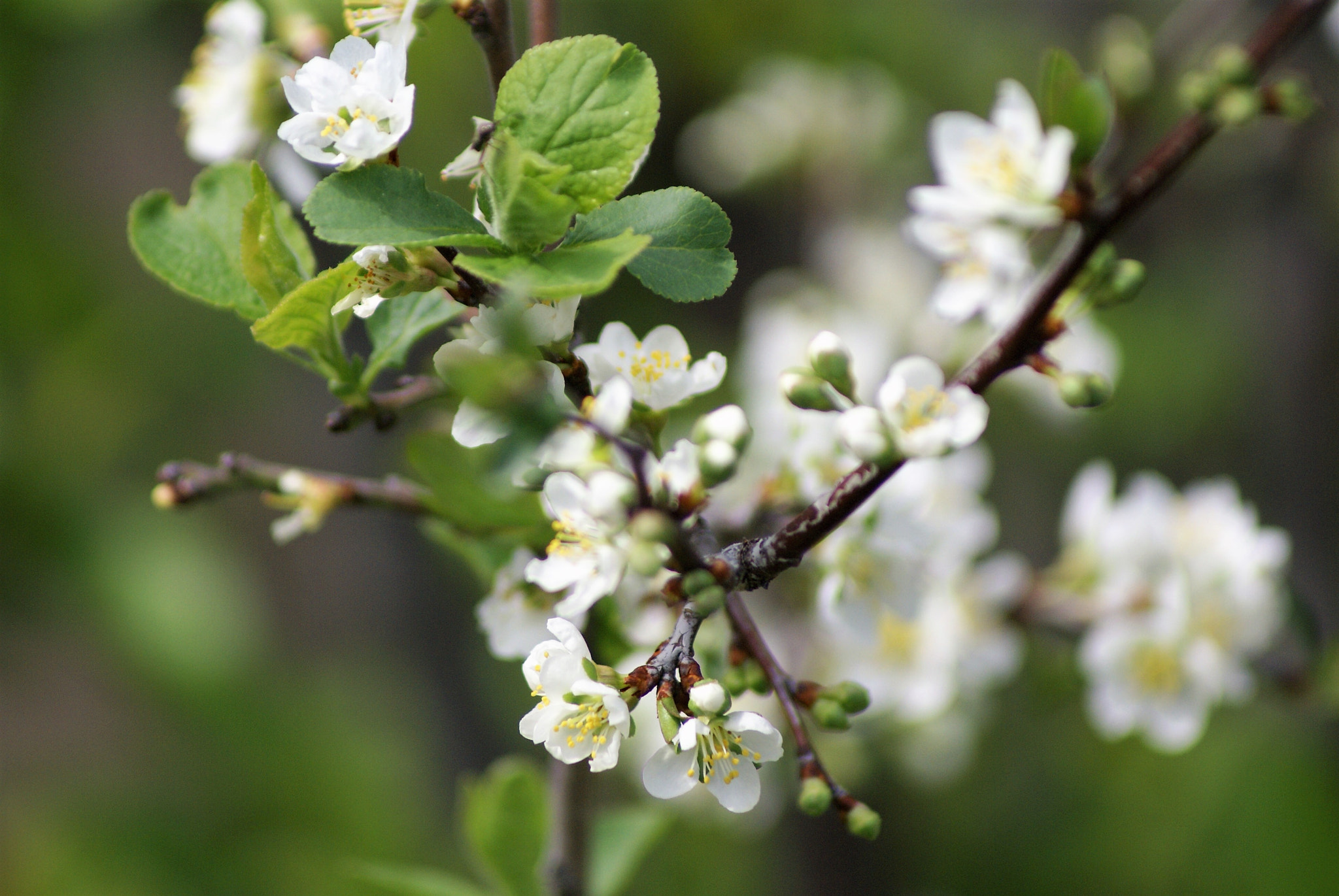 Sony 75-300mm F4.5-5.6 sample photo. Santa rosa plum flower photography
