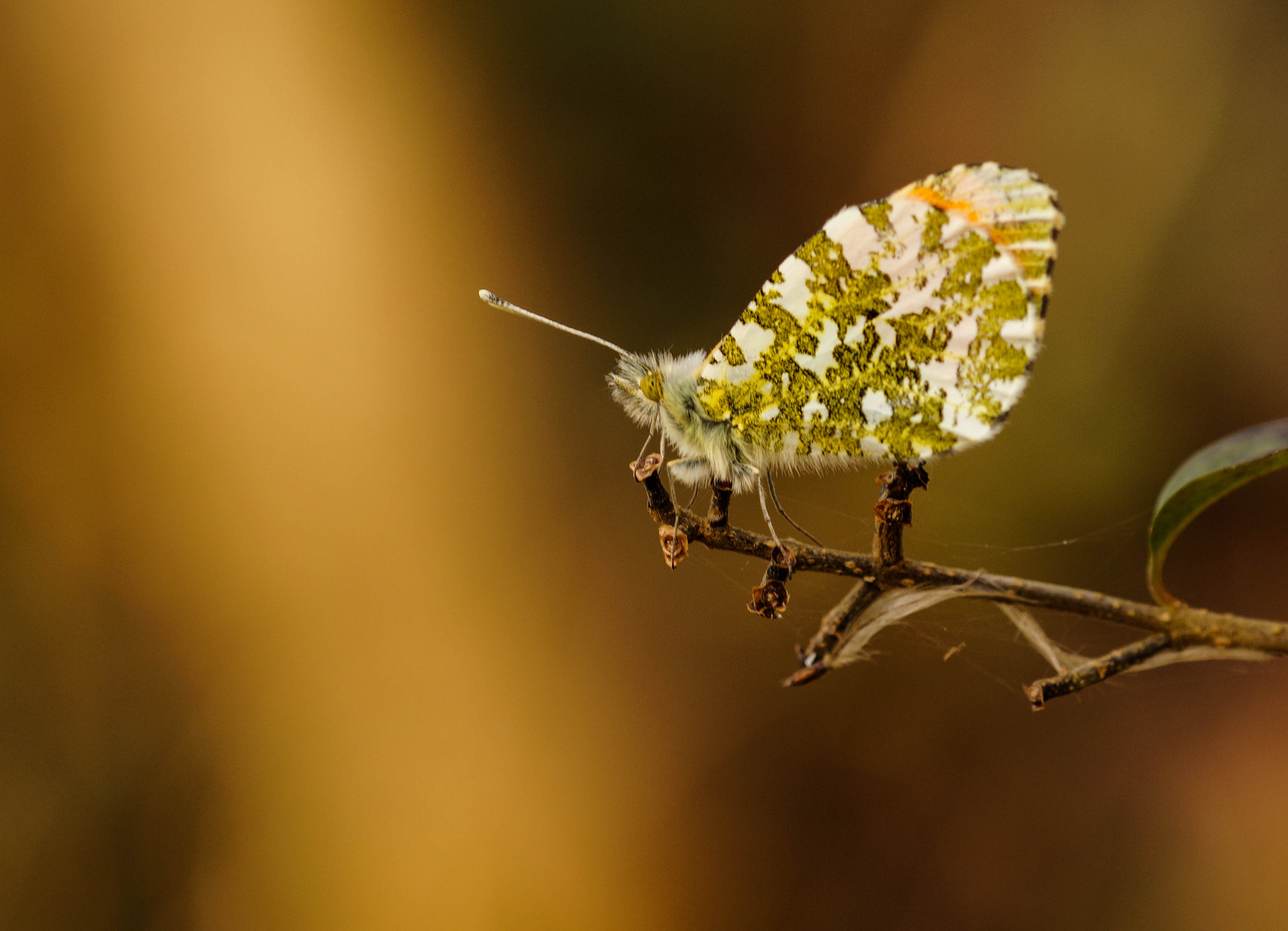 Sony SLT-A58 + 105mm F2.8 sample photo. Macro photography