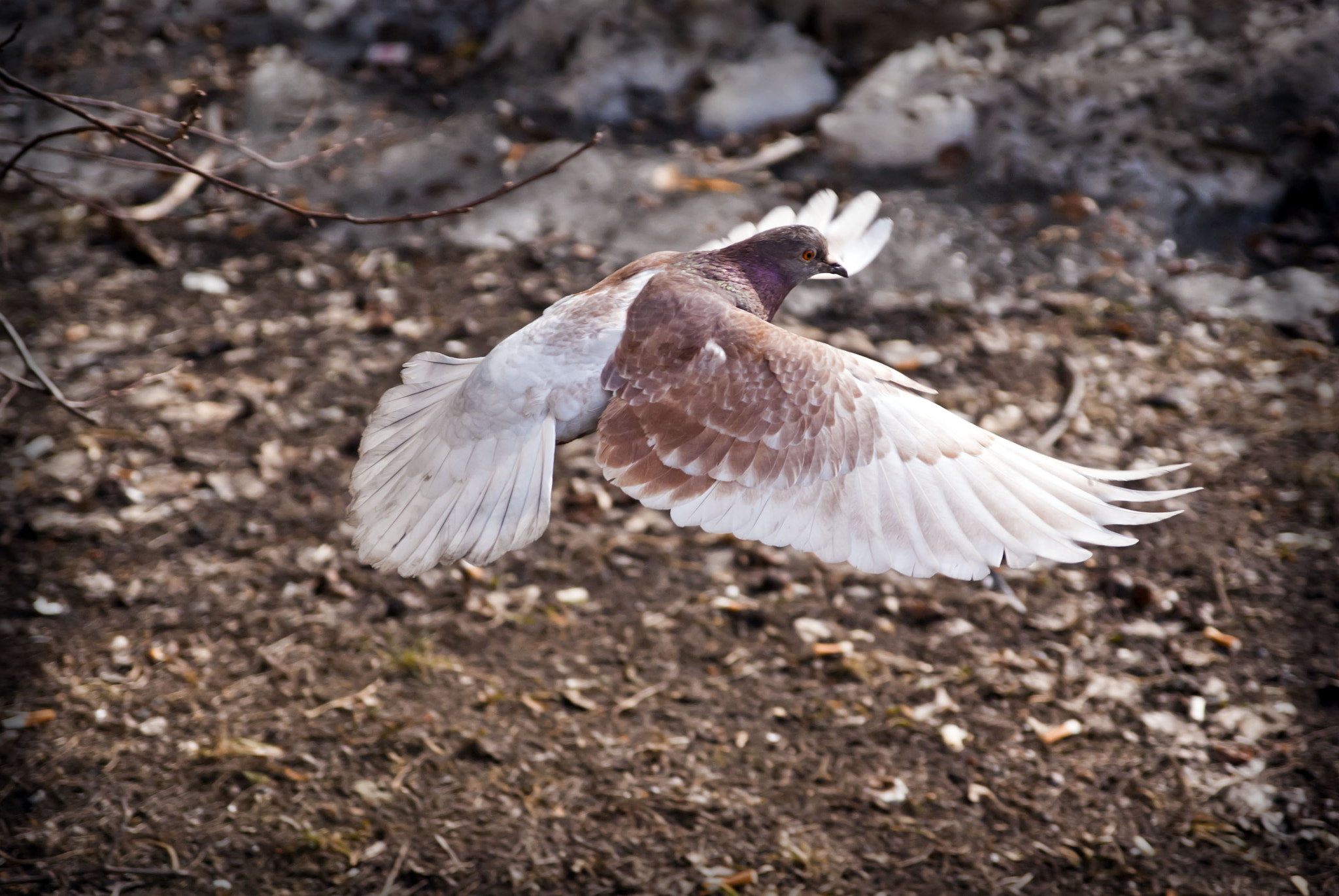 Sony Alpha DSLR-A230 + Sigma 17-70mm F2.8-4 DC Macro HSM sample photo. Wave wings photography