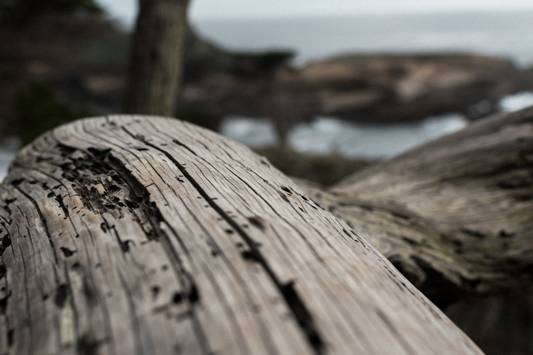 Nikon AF-S DX Nikkor 35mm F1.8G sample photo. Termite photography