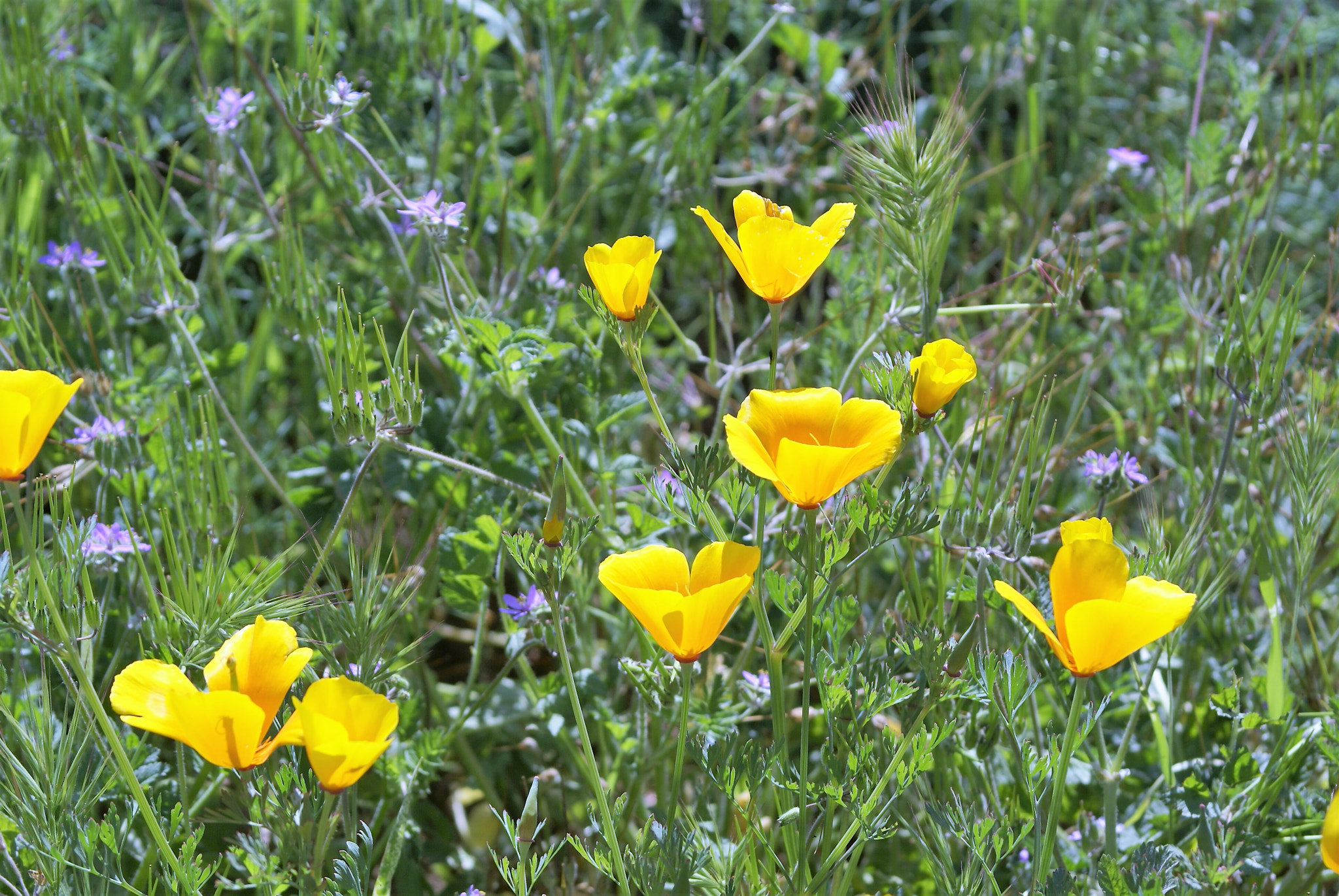 Sony 75-300mm F4.5-5.6 sample photo. California puppy flower photography