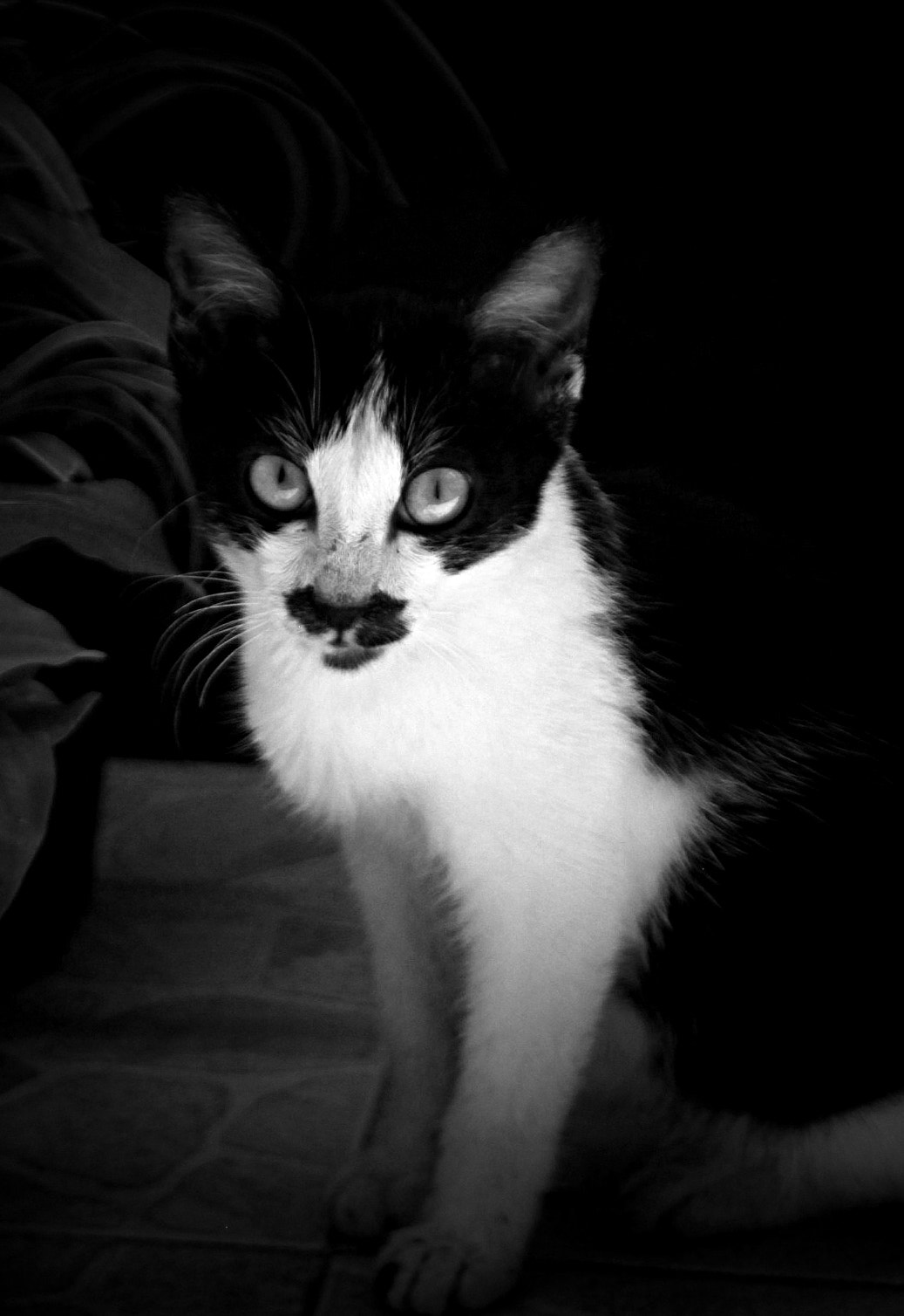 Canon EOS 550D (EOS Rebel T2i / EOS Kiss X4) sample photo. Monochrome kitten photography