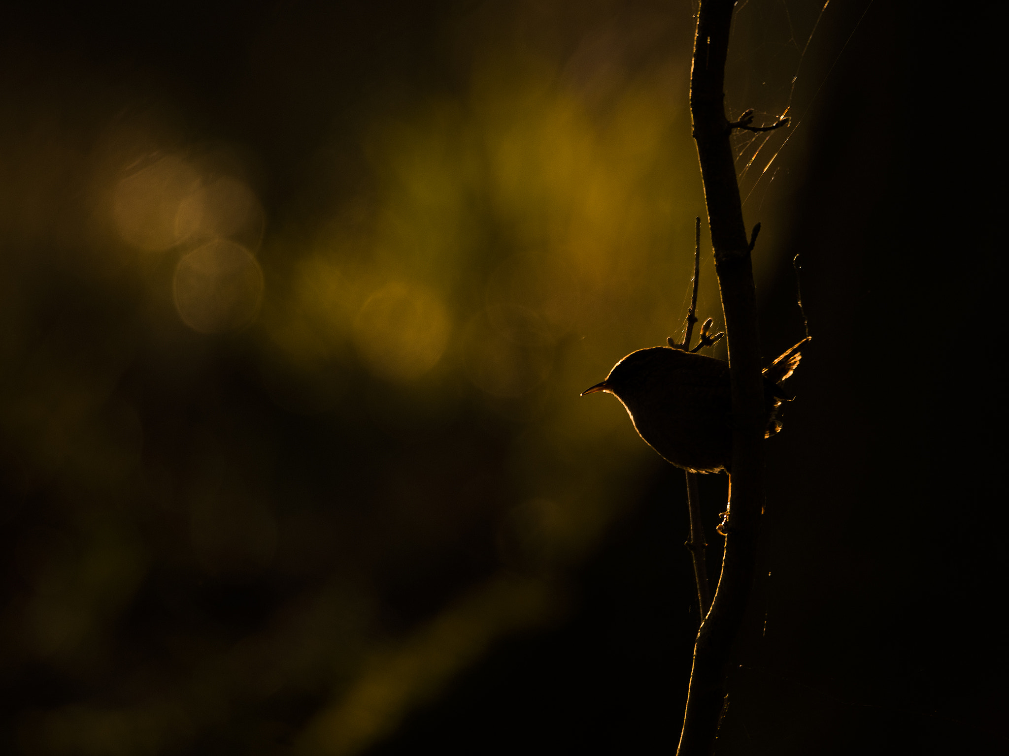 Sigma 50mm F2.8 EX DG Macro sample photo. Winter wren photography