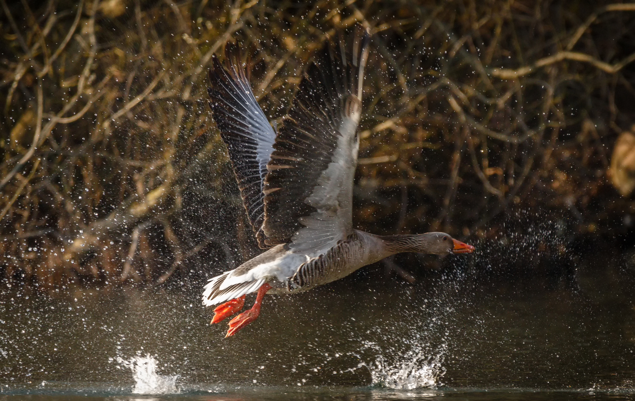150-600mm F5-6.3 DG OS HSM | Contemporary 015 sample photo. Airborn photography