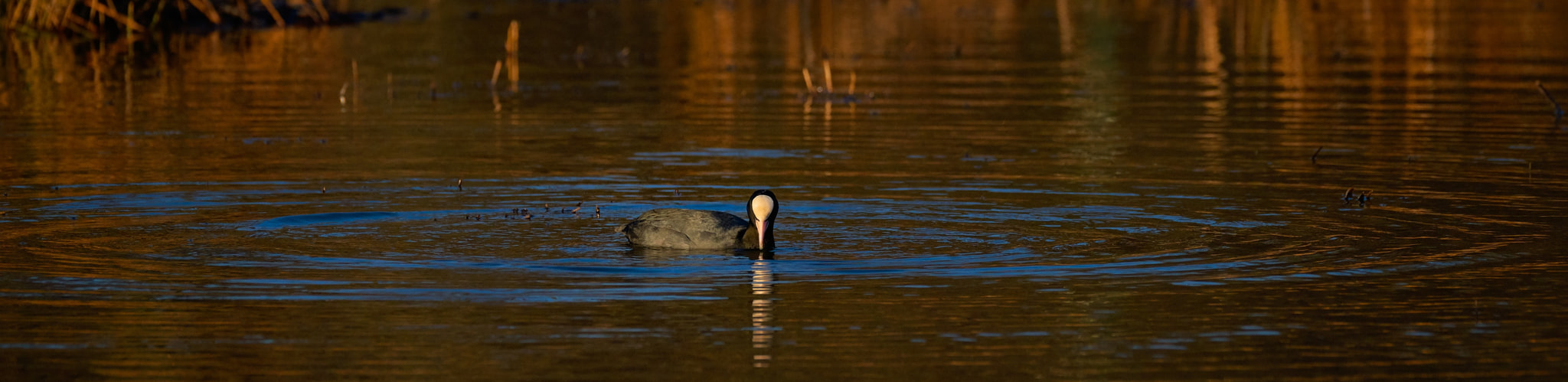 Nikon AF-S Nikkor 200-500mm F5.6E ED VR sample photo. Sothöna isbladskärret sthlm sweden photography